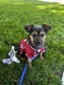 LOGAN, Adoptable, Young Male Yorkshire Terrier & Jack Russell Terrier.