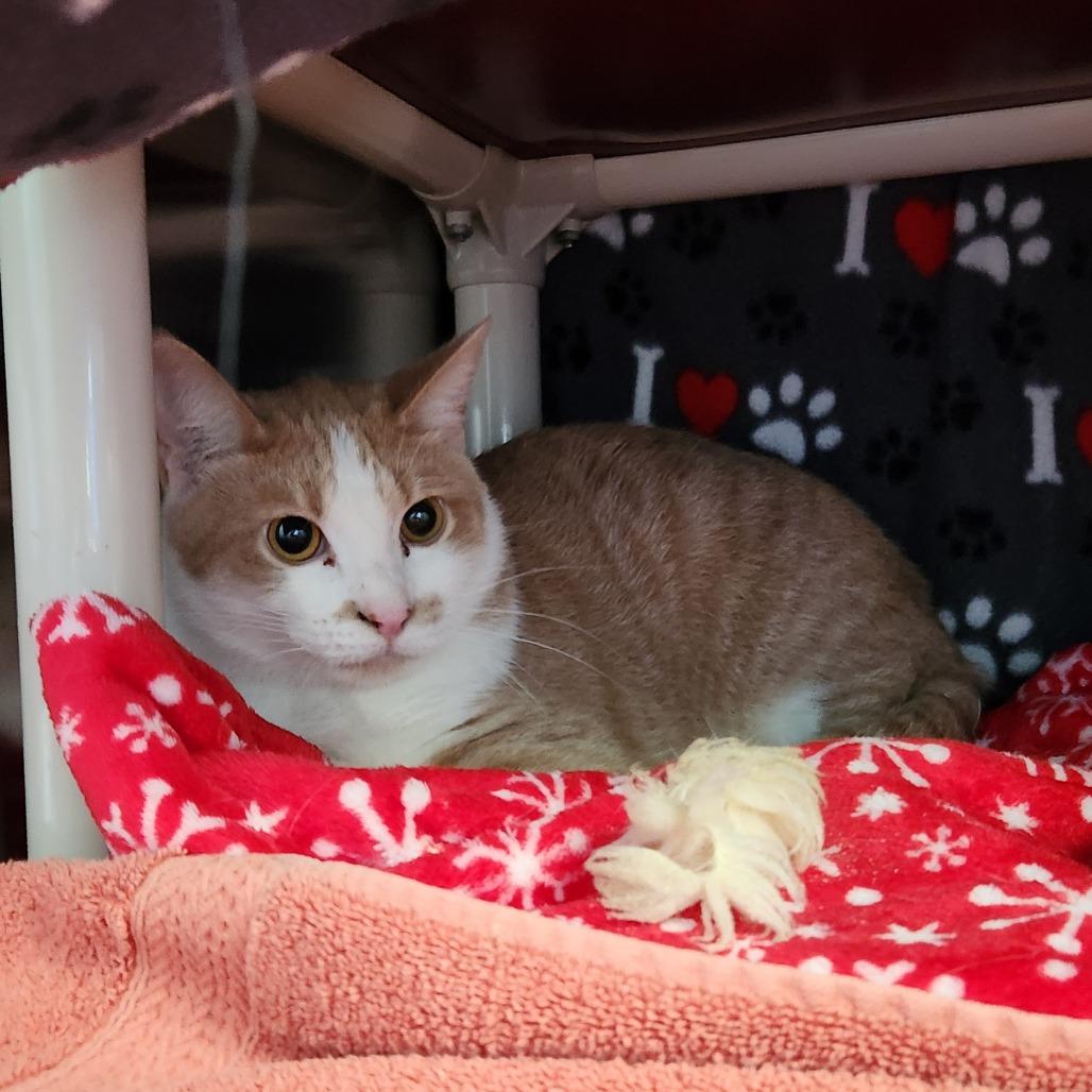 Enlarge Thomas, a Adoptable Domestic Short Hair in Grand Rapids, MI image 1/6