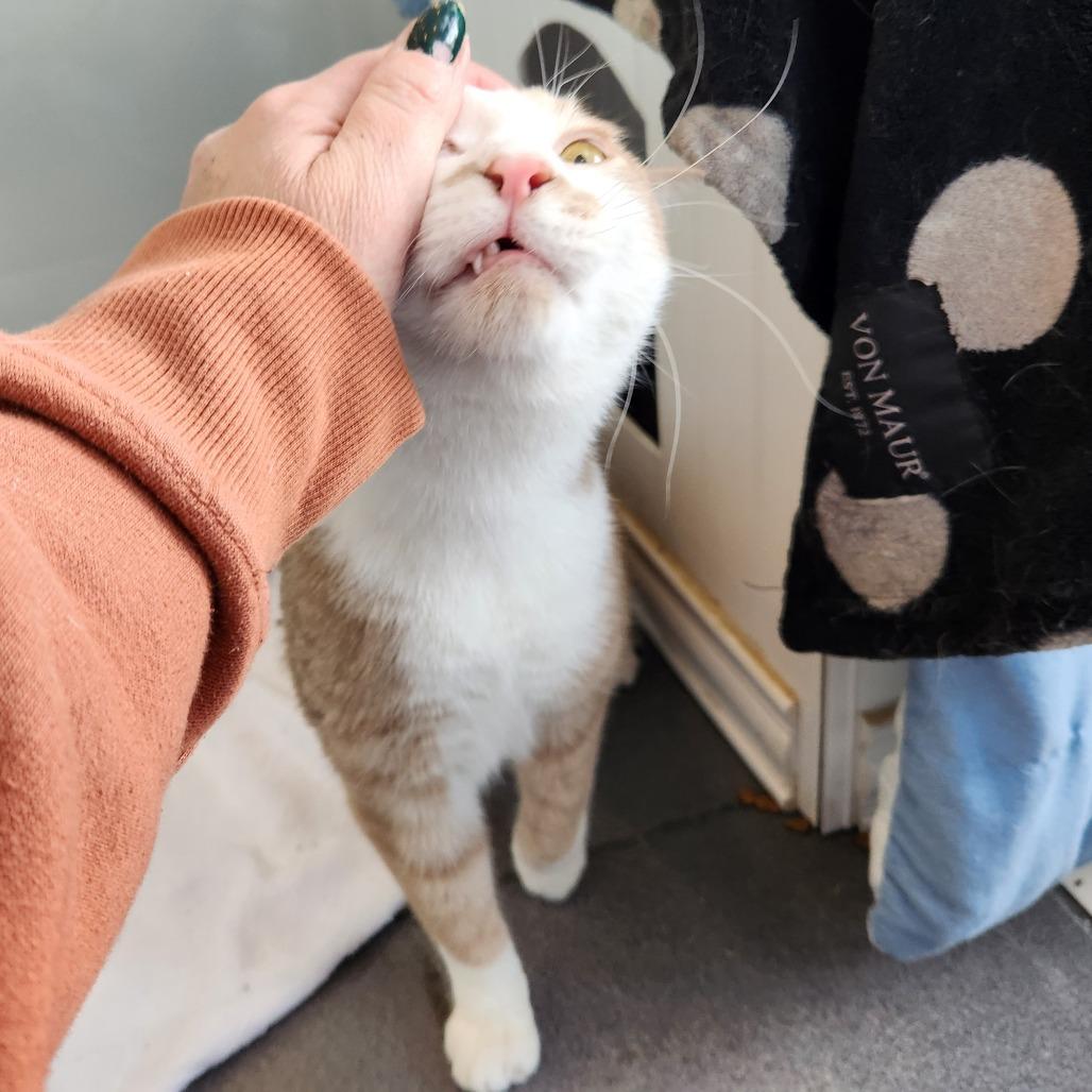 Enlarge Thomas, a Adoptable Domestic Short Hair in Grand Rapids, MI image 2/6