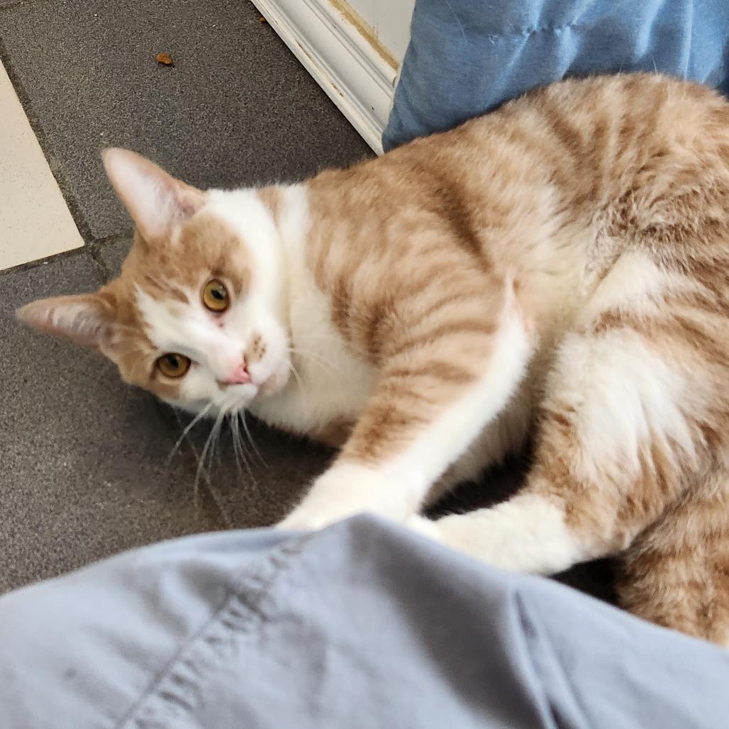 Enlarge Thomas, a Adoptable Domestic Short Hair in Grand Rapids, MI image 3/6