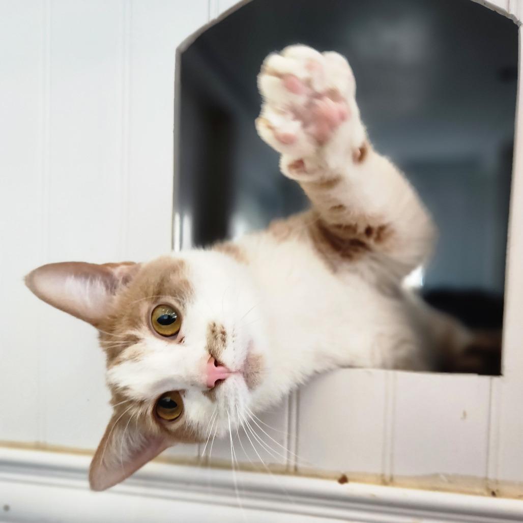 Enlarge Thomas, a Adoptable Domestic Short Hair in Grand Rapids, MI image 4/6