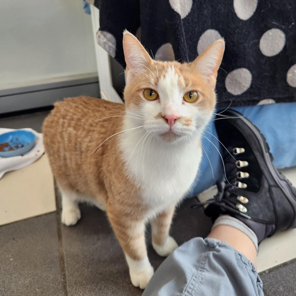 Enlarge Thomas, a Adoptable Domestic Short Hair in Grand Rapids, MI image 5/6