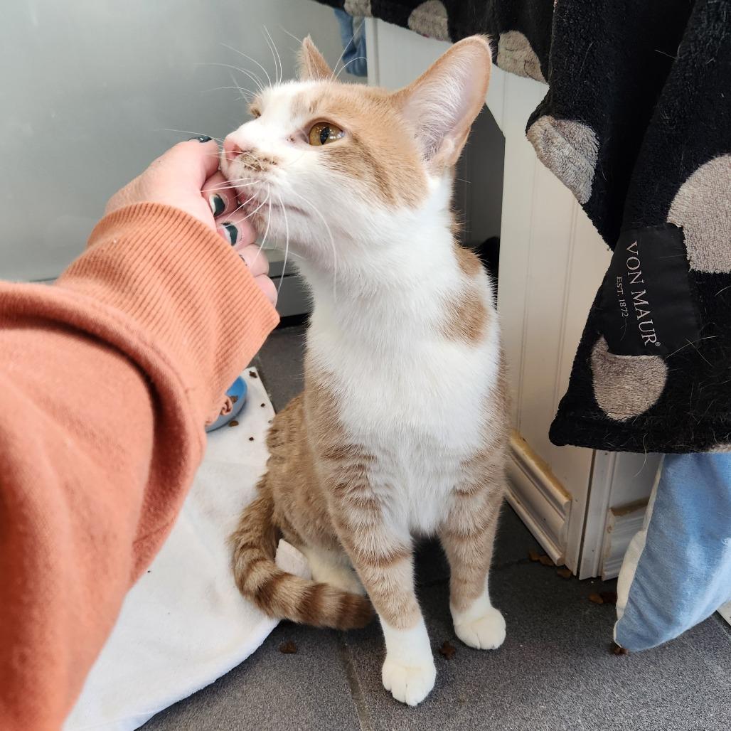 Enlarge Thomas, a Adoptable Domestic Short Hair in Grand Rapids, MI image 6/6