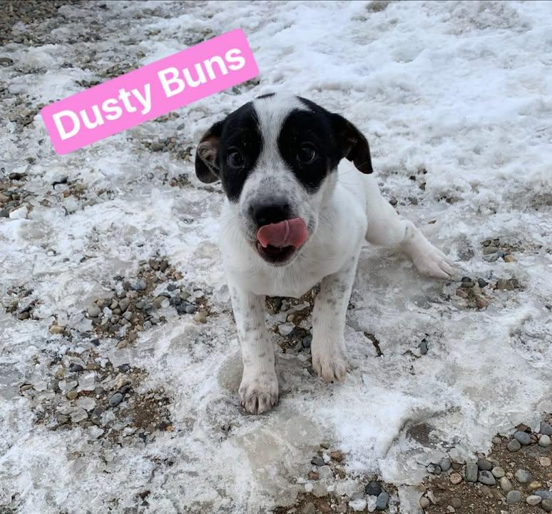 Dusty Buns, adopted, Young Female Shepherd.