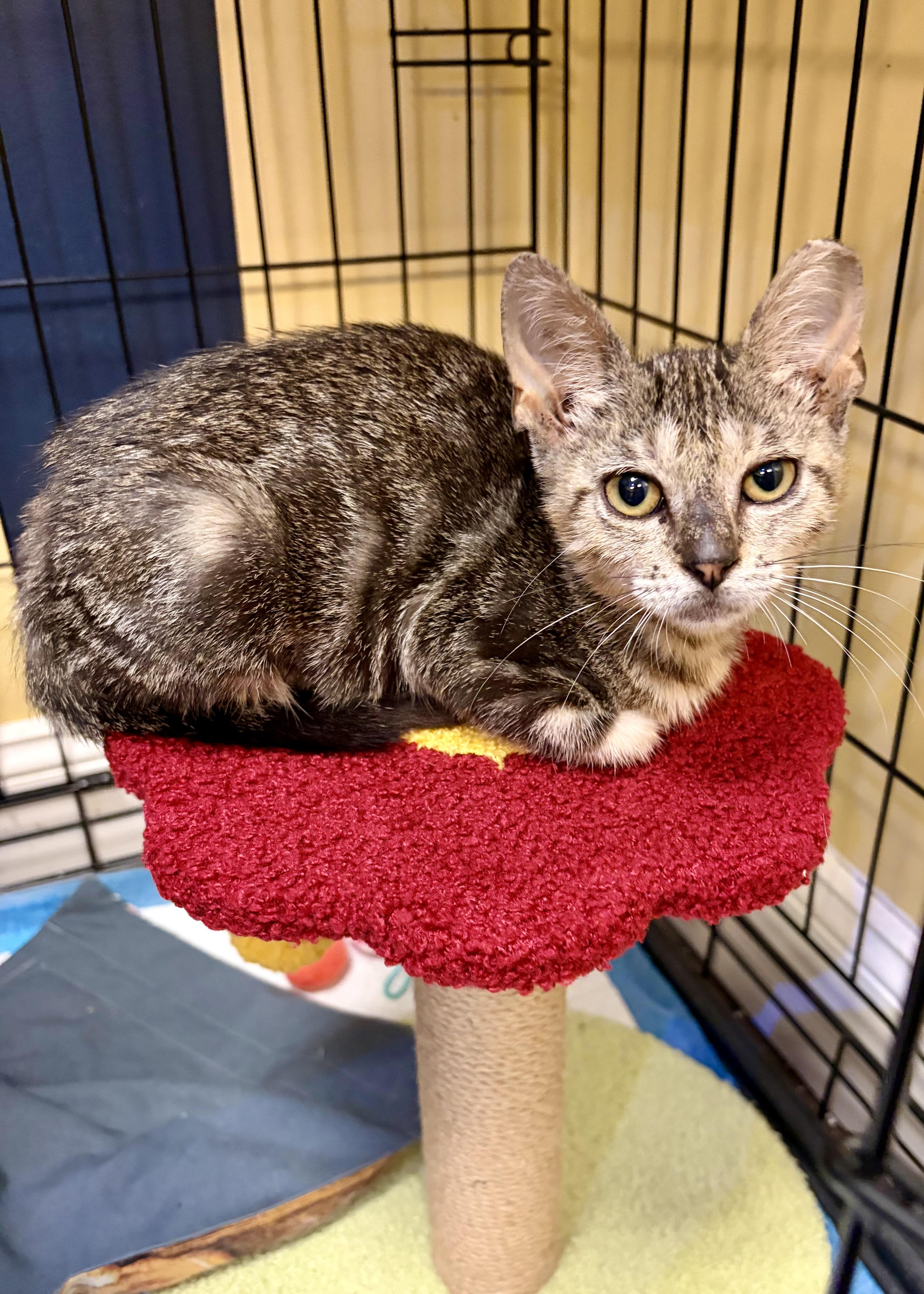 Candy Apple, adopted, Kitten Female Tabby.
