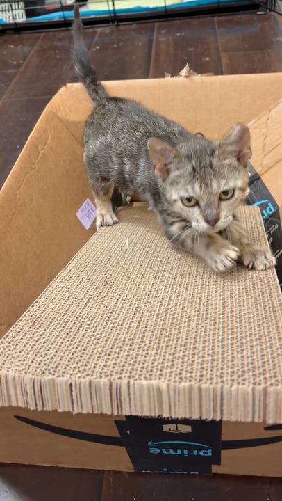 Enlarge Candy Apple, an adopted Tabby in Pompano Beach, FL video 3/3