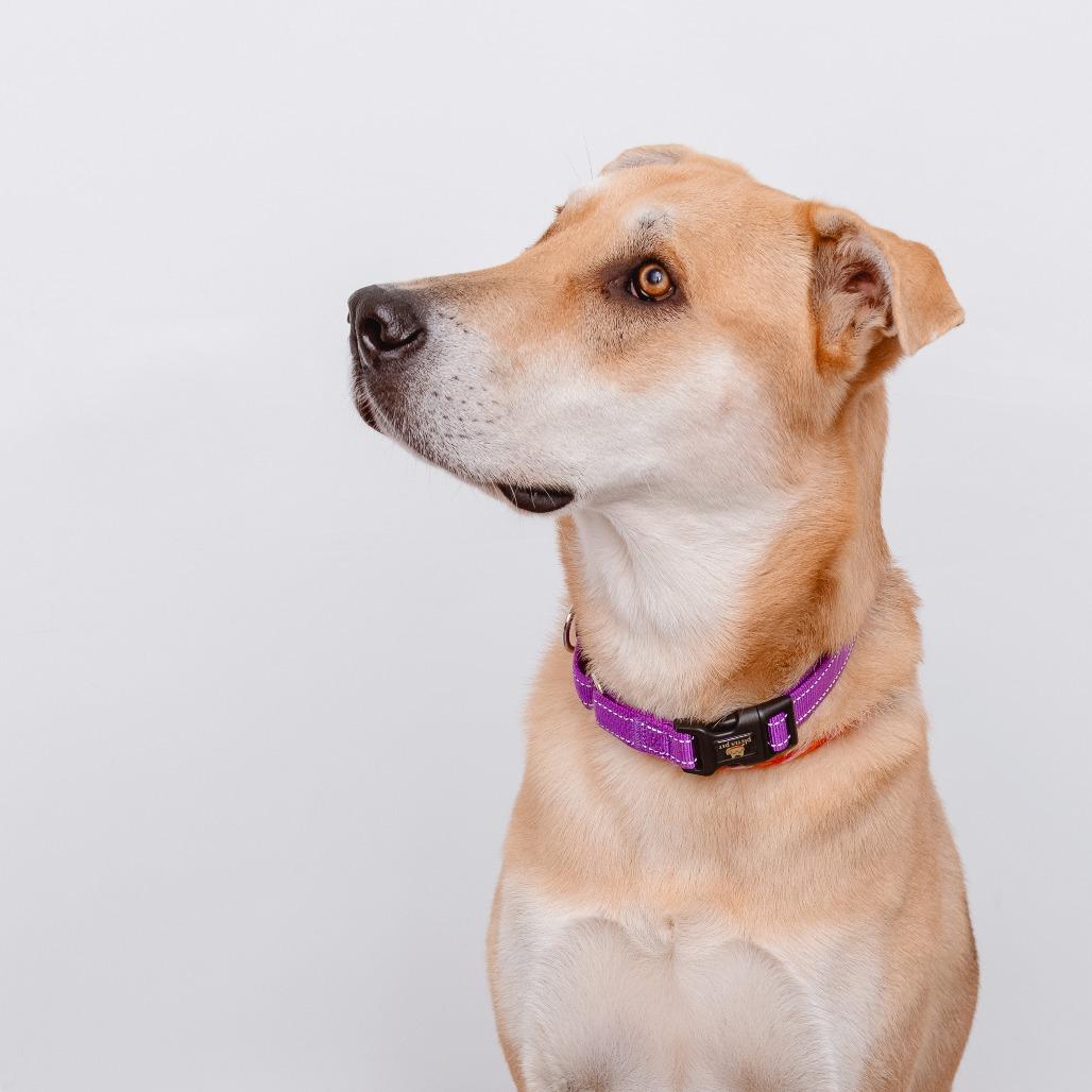 Enlarge Kermit, a Adoptable mixed breed in Los Angeles, CA image 1/3