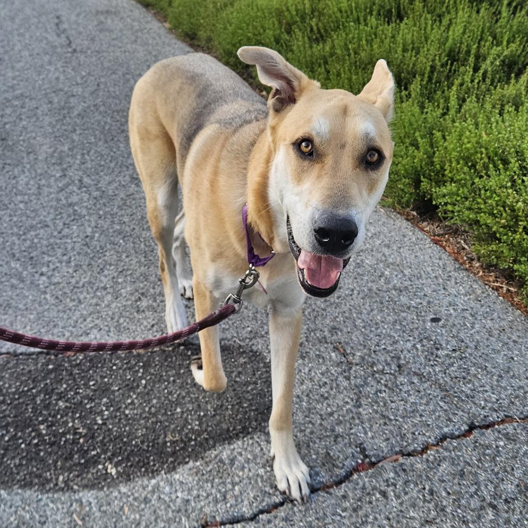 Enlarge Kermit, a Adoptable mixed breed in Los Angeles, CA image 2/3