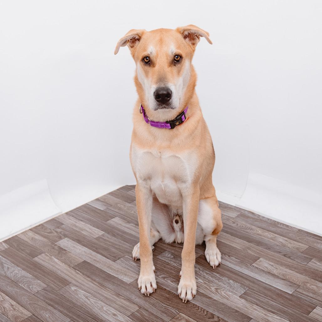Enlarge Kermit, a Adoptable mixed breed in Los Angeles, CA image 3/3