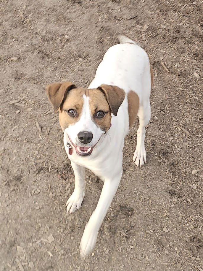 Brandy, Adoptable, Adult Female Beagle.