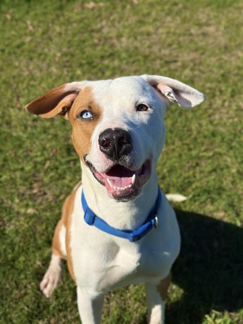 Enlarge BOBBY, a Adoptable Pit Bull Terrier in Sugar Land, TX image 1/1