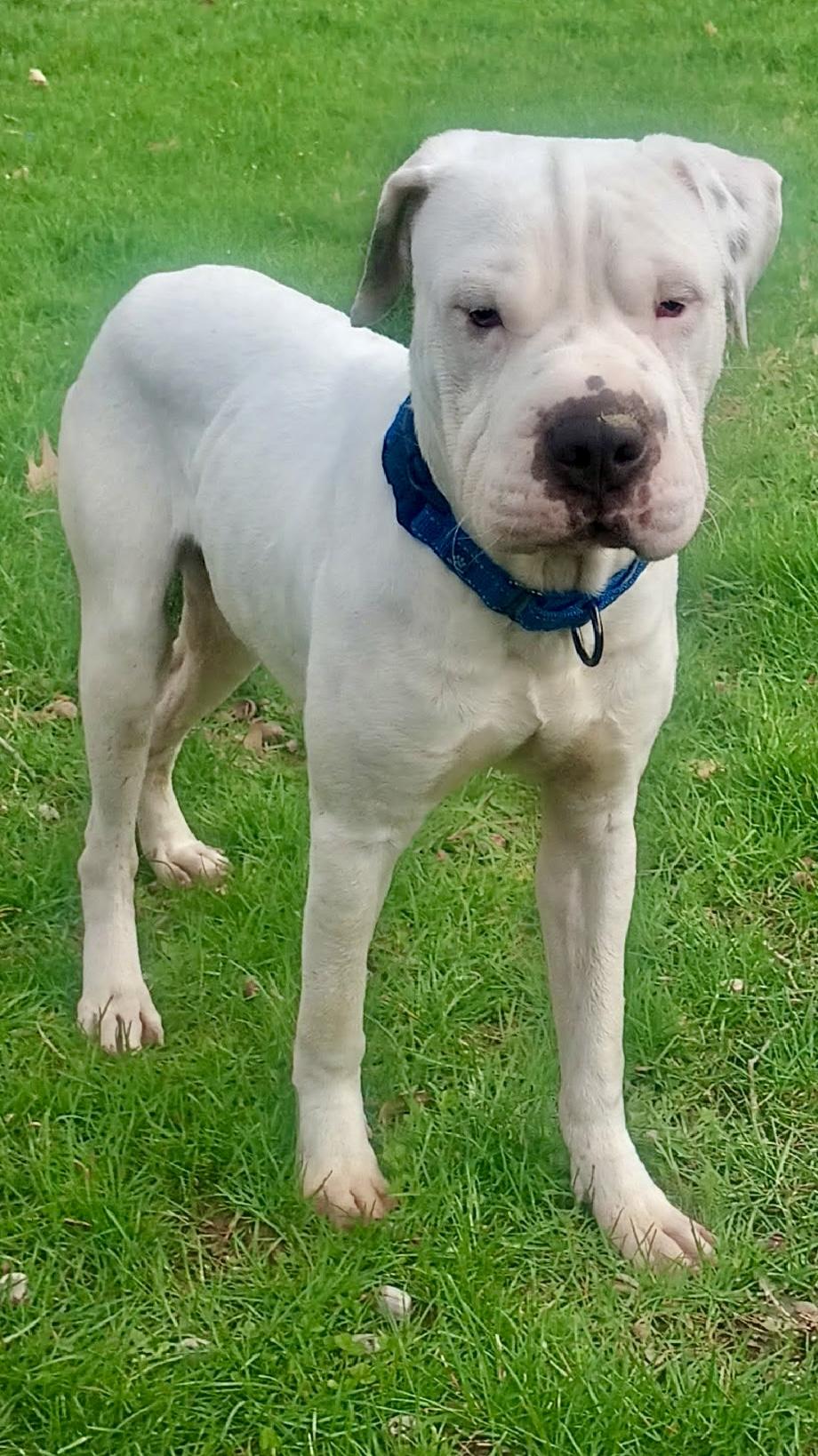 Enlarge Barnaby, a ADOPTABLE mixed breed in Cleveland, OH image 5/5