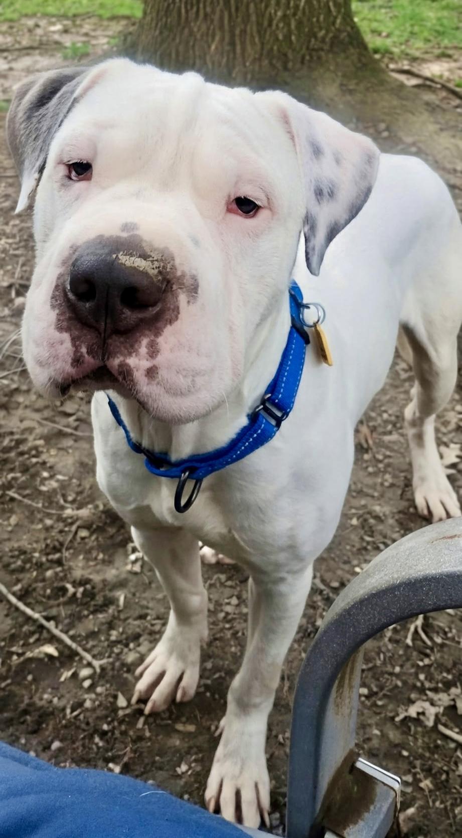 Enlarge Barnaby, a ADOPTABLE mixed breed in Cleveland, OH image 3/5