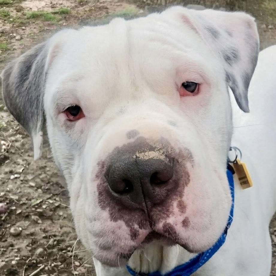 Enlarge Barnaby, a ADOPTABLE mixed breed in Cleveland, OH image 1/5