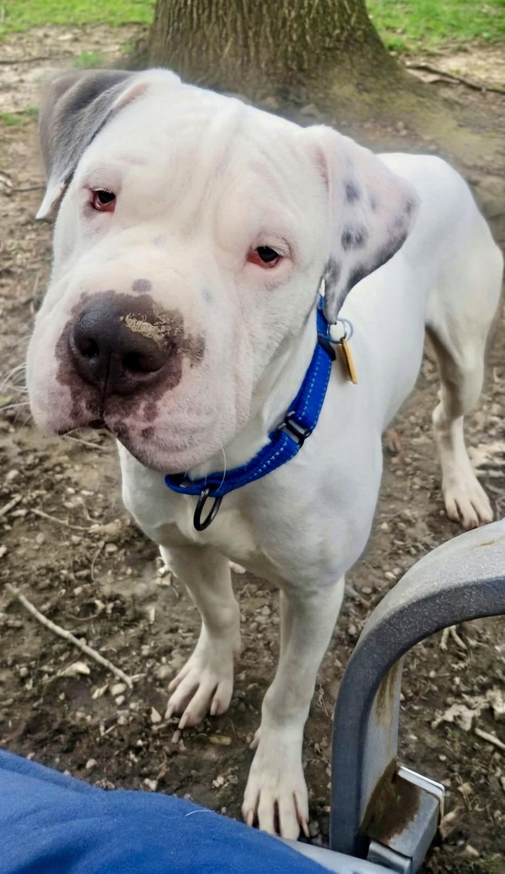 Enlarge Barnaby, a ADOPTABLE mixed breed in Cleveland, OH image 4/5