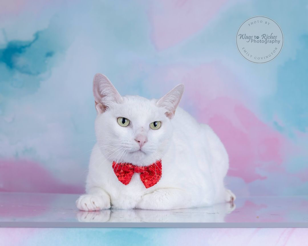 Enlarge Frosty, a Adoptable Turkish Angora in Southington, CT image 6/6