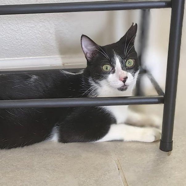 Enlarge Rain, a Adoptable Domestic Short Hair in Boulder, CO image 1/1