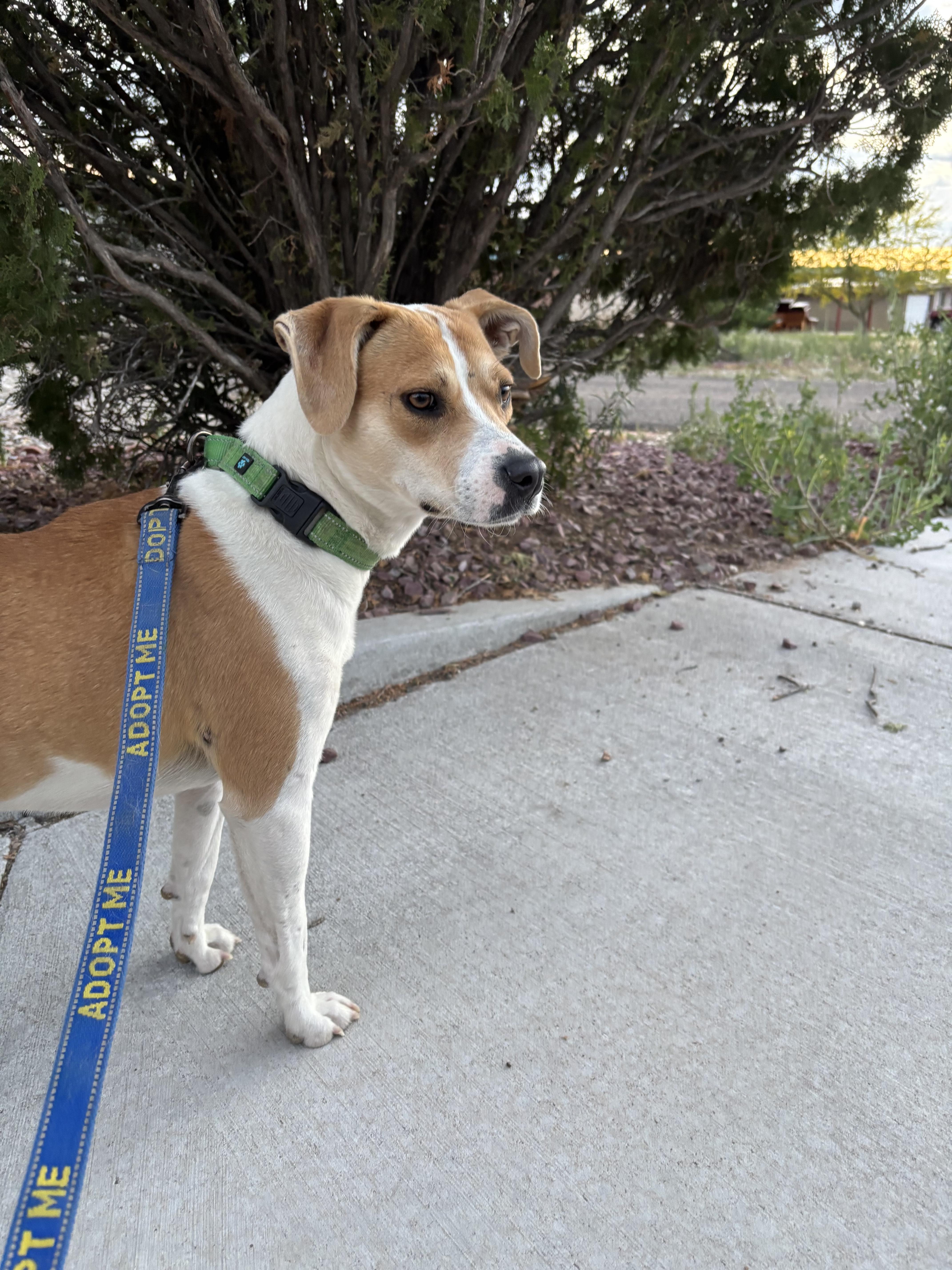 Enlarge Nugget, an adoptable mixed breed in Tucson, AZ image 2/2