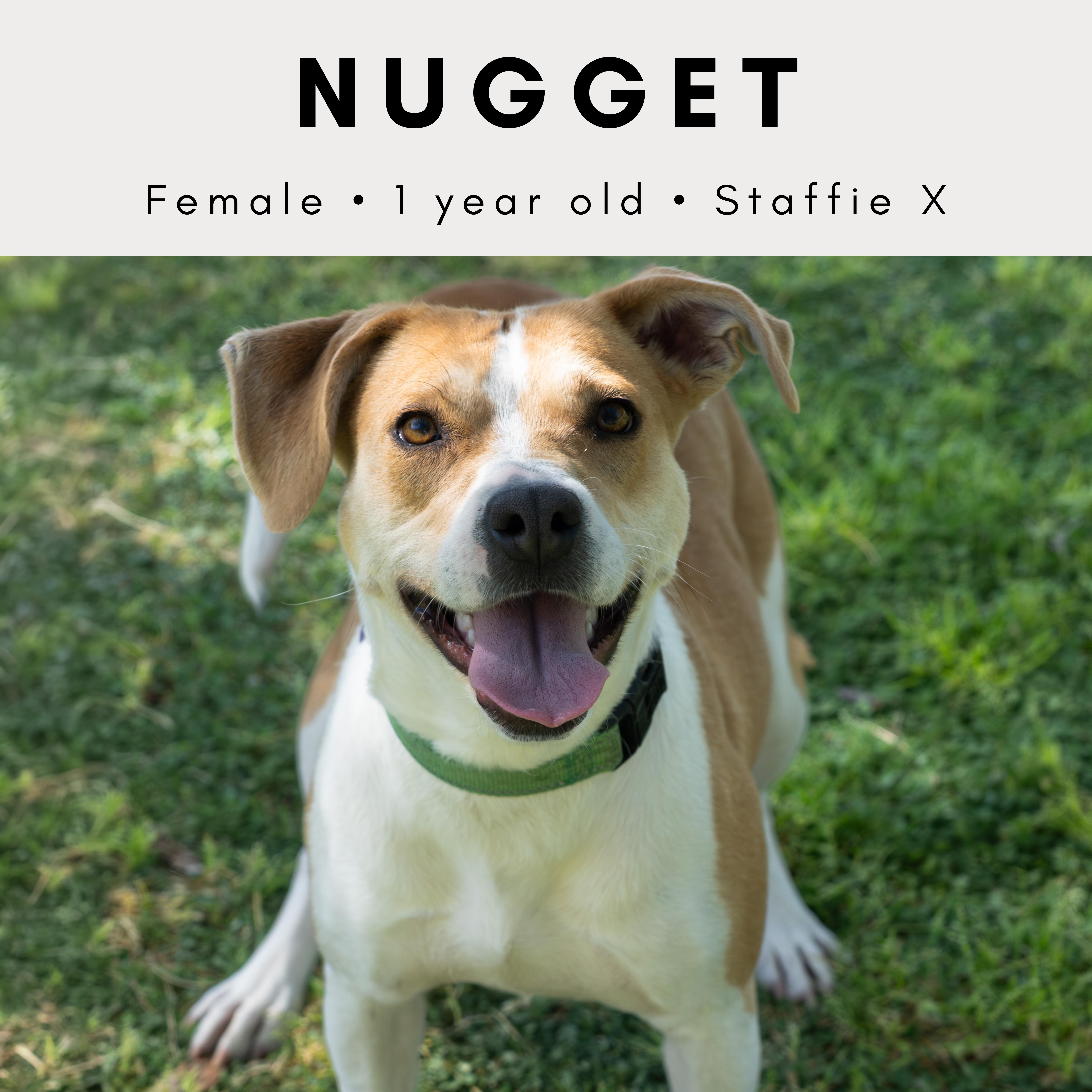 Nugget, an adoptable mixed breed in Tucson, AZ image 1/5