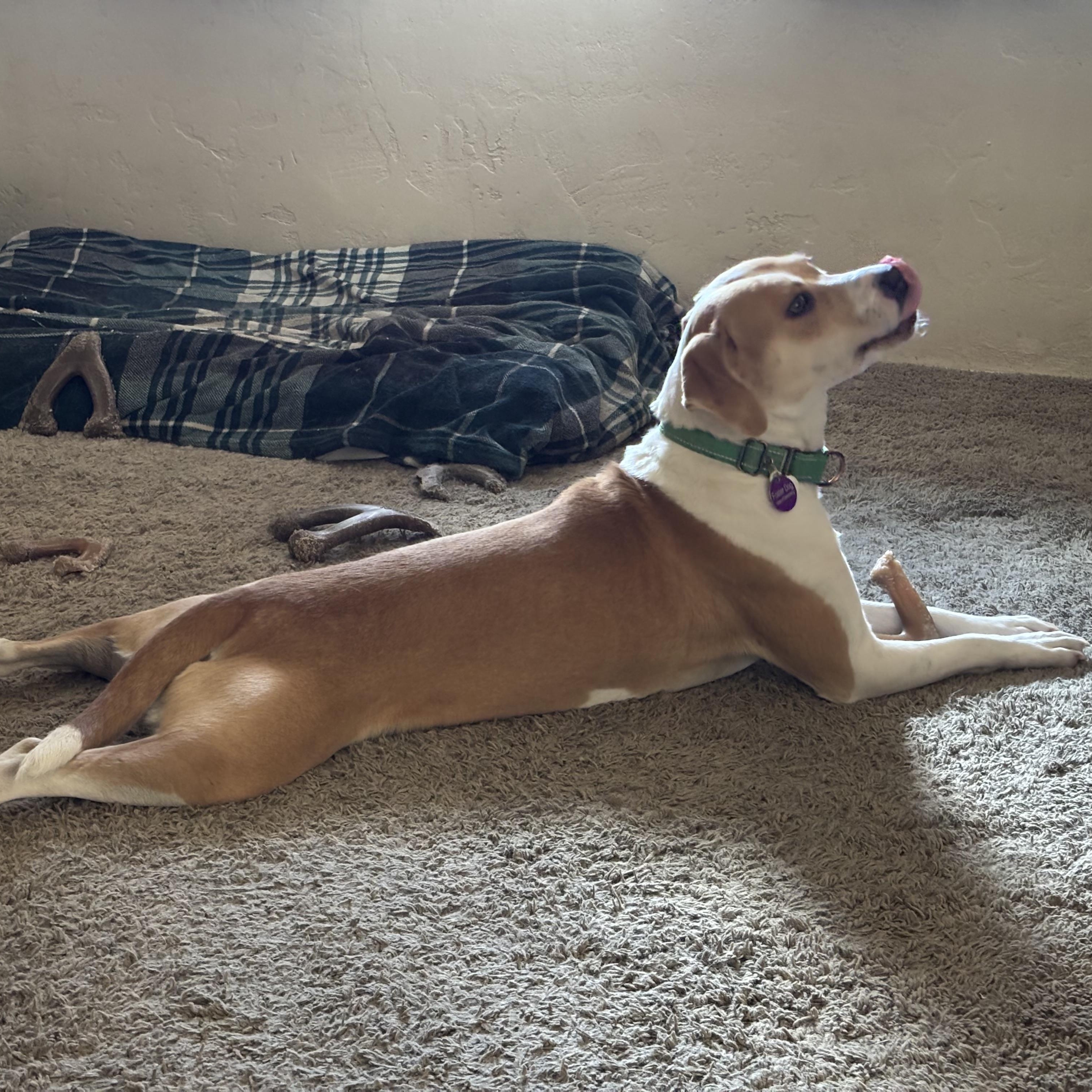 Nugget, an adoptable mixed breed in Tucson, AZ image 5/5