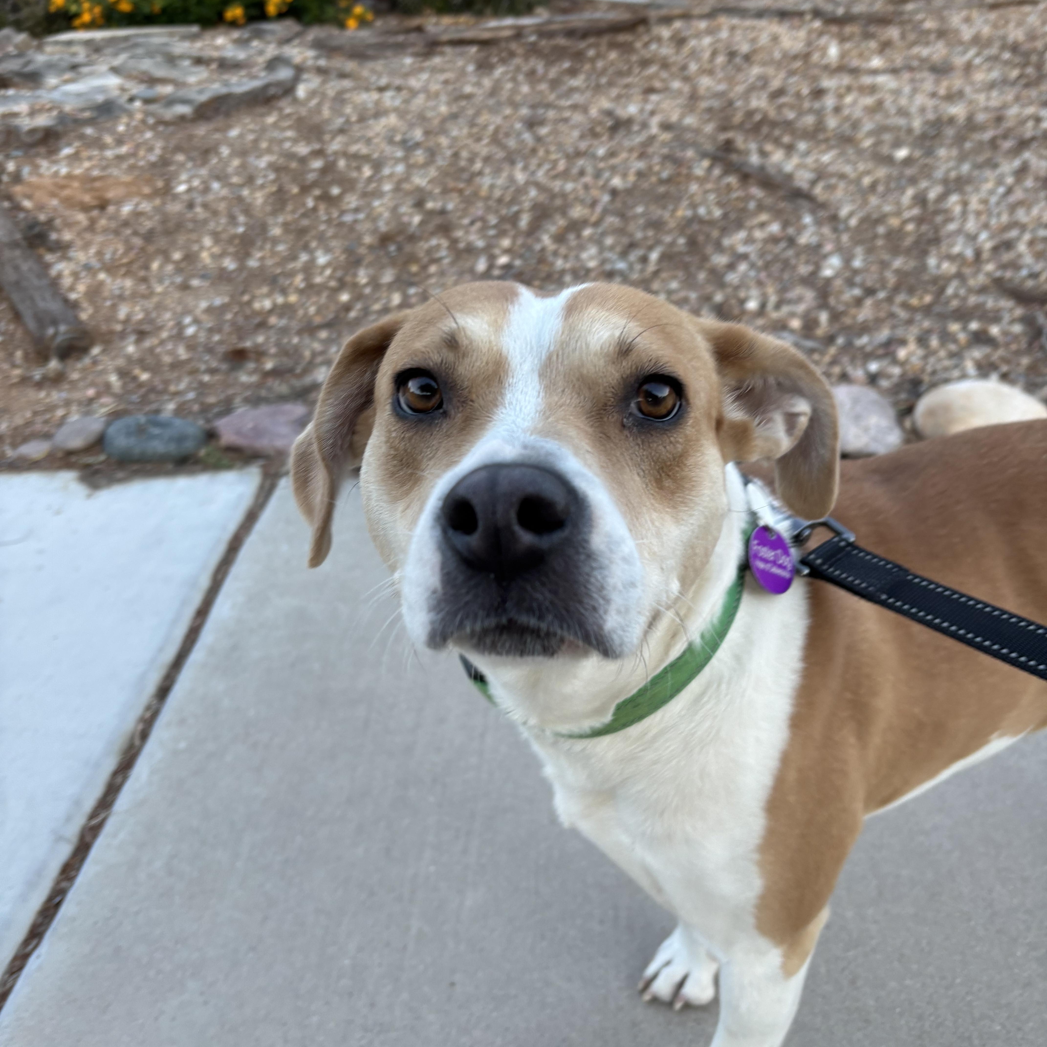 Nugget, an adoptable mixed breed in Tucson, AZ image 3/5