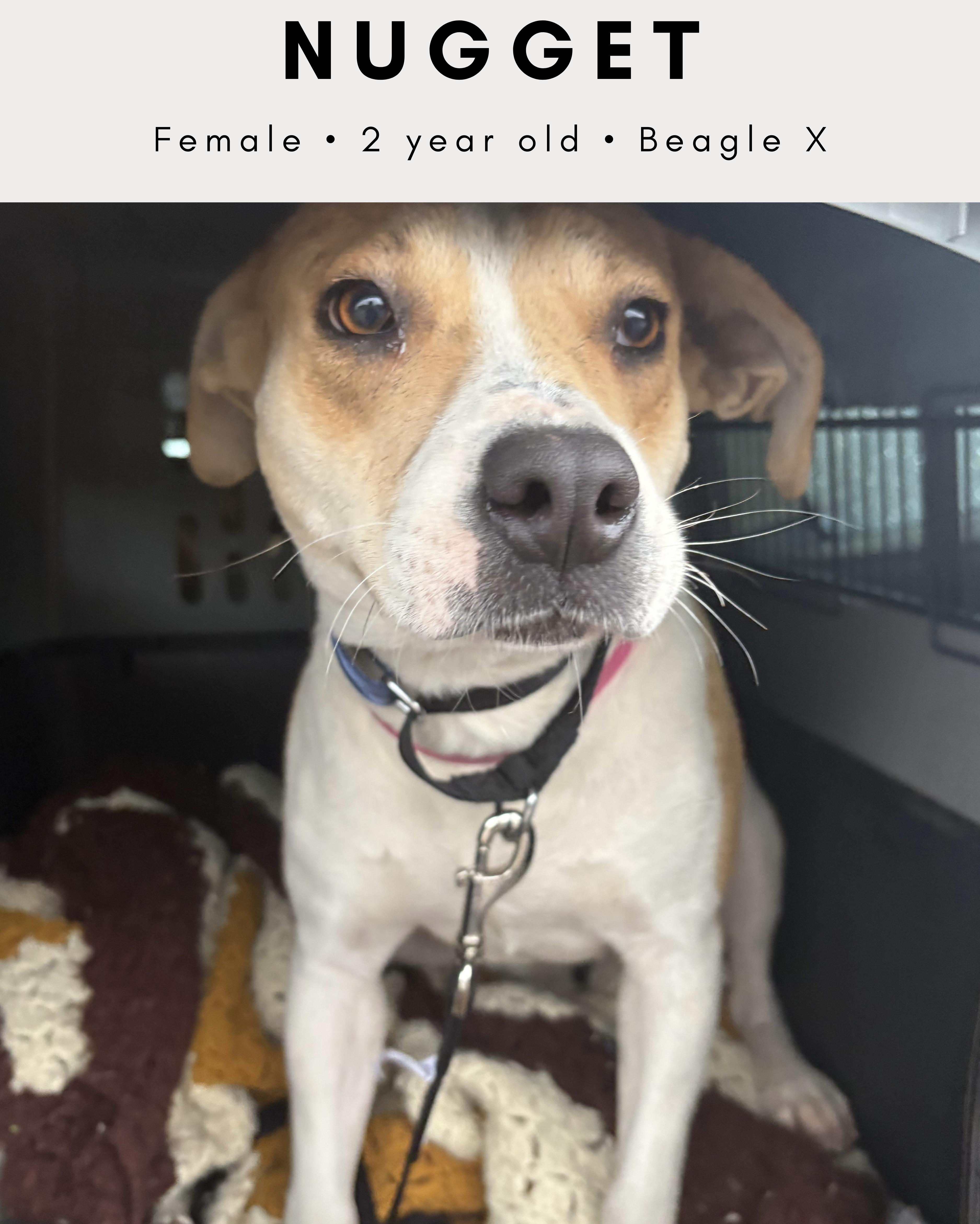 Nugget, ADOPTABLE, Young Female Beagle.