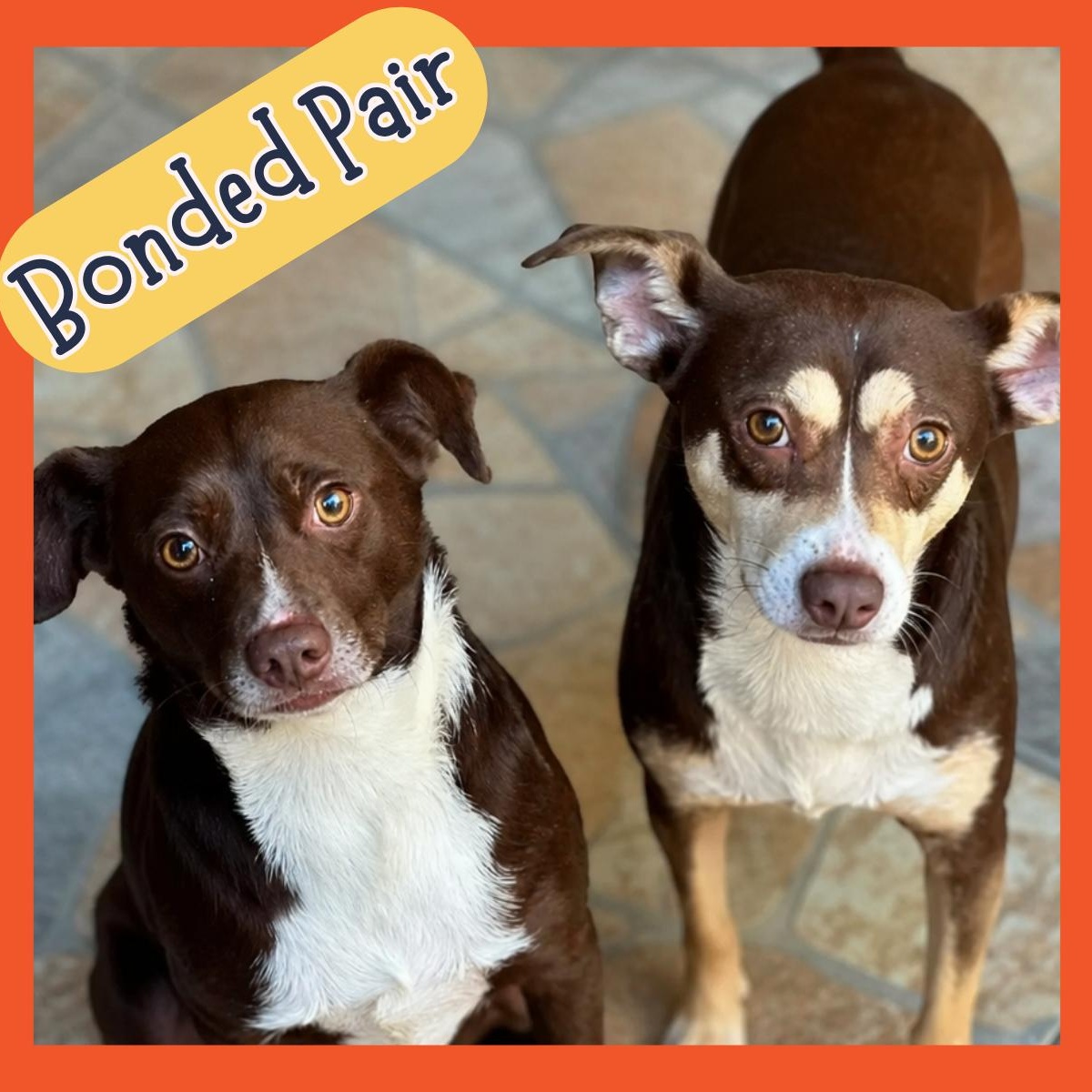 Bella & Razzo, ADOPTABLE, Adult Female Chihuahua.