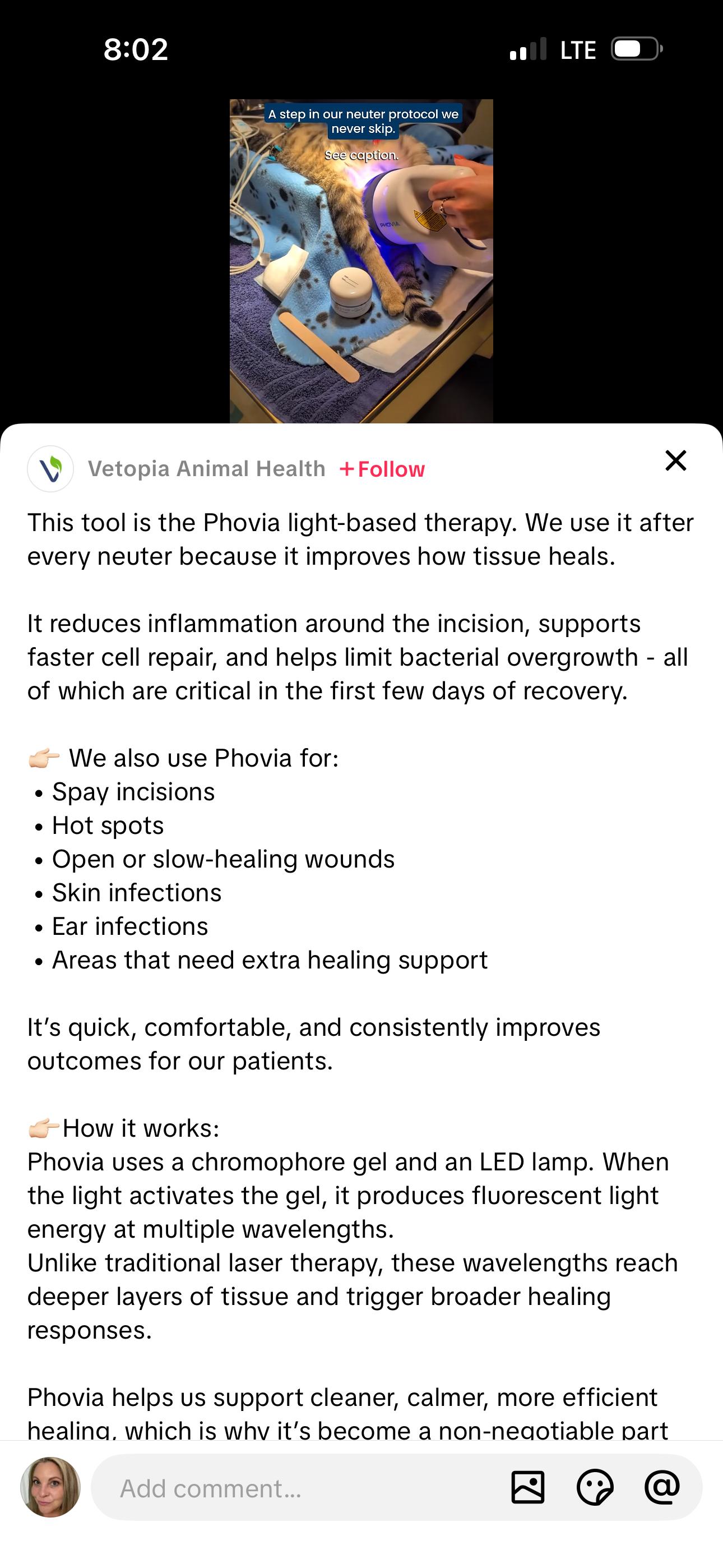 Enlarge Noel, a ADOPTABLE Domestic Short Hair in Walker, MI image 6/6