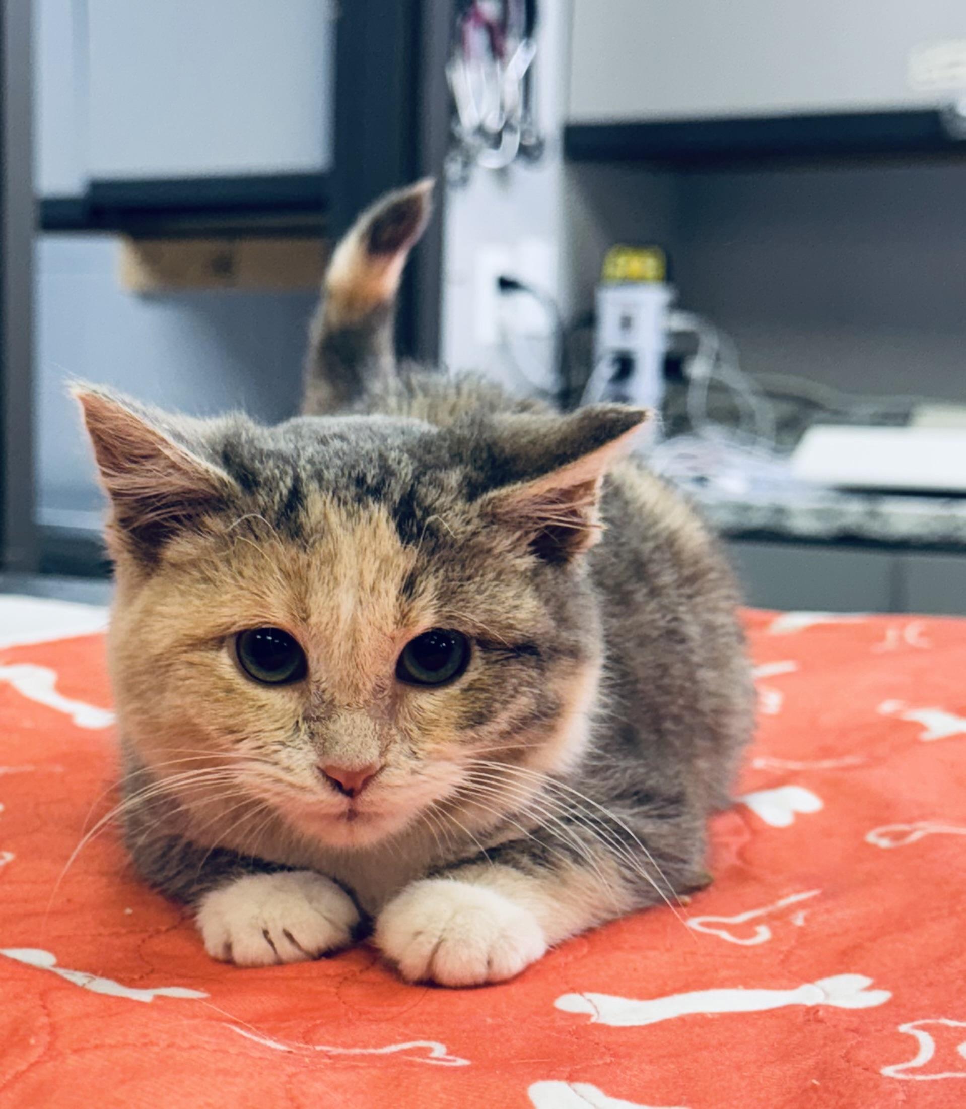 Noel, ADOPTABLE, Kitten Female Domestic Short Hair.