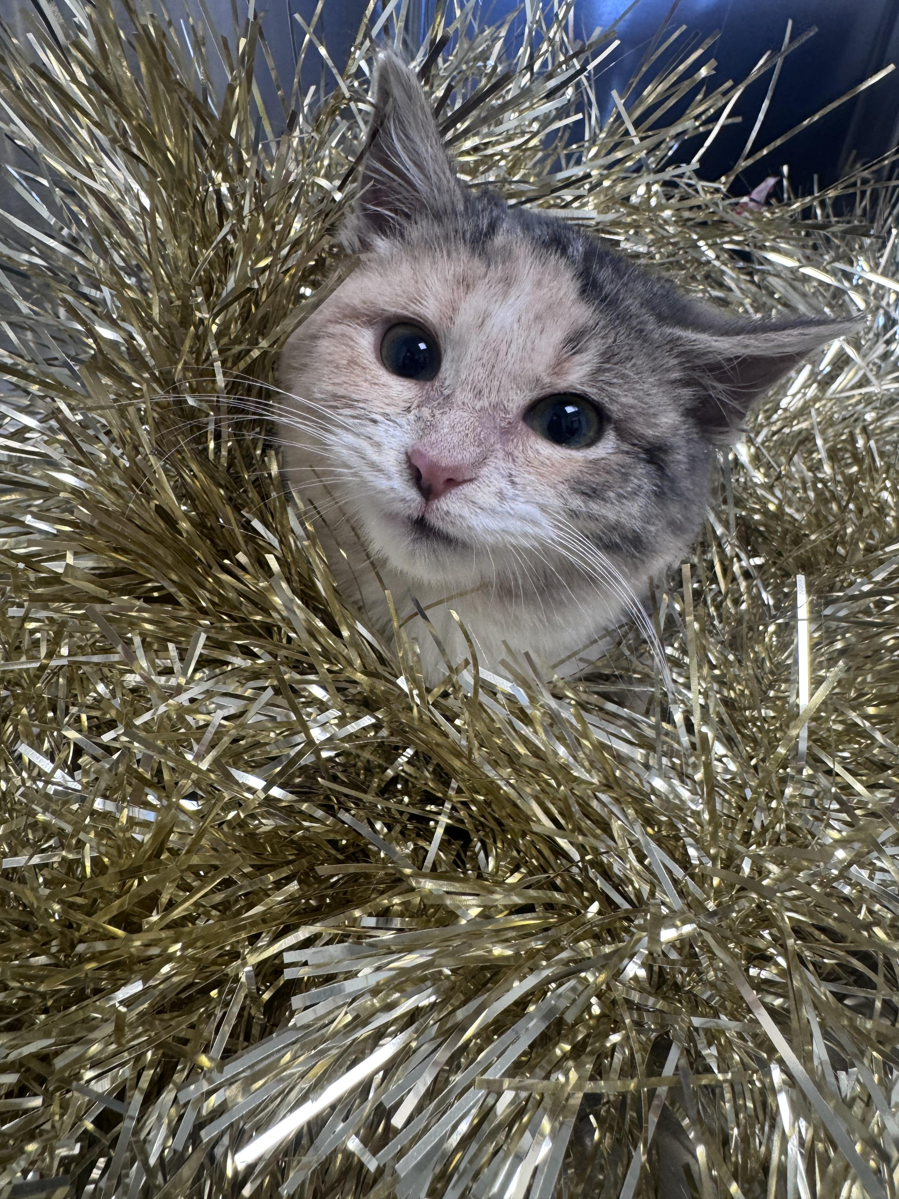 Enlarge Noel, a ADOPTABLE Domestic Short Hair in Walker, MI image 5/6