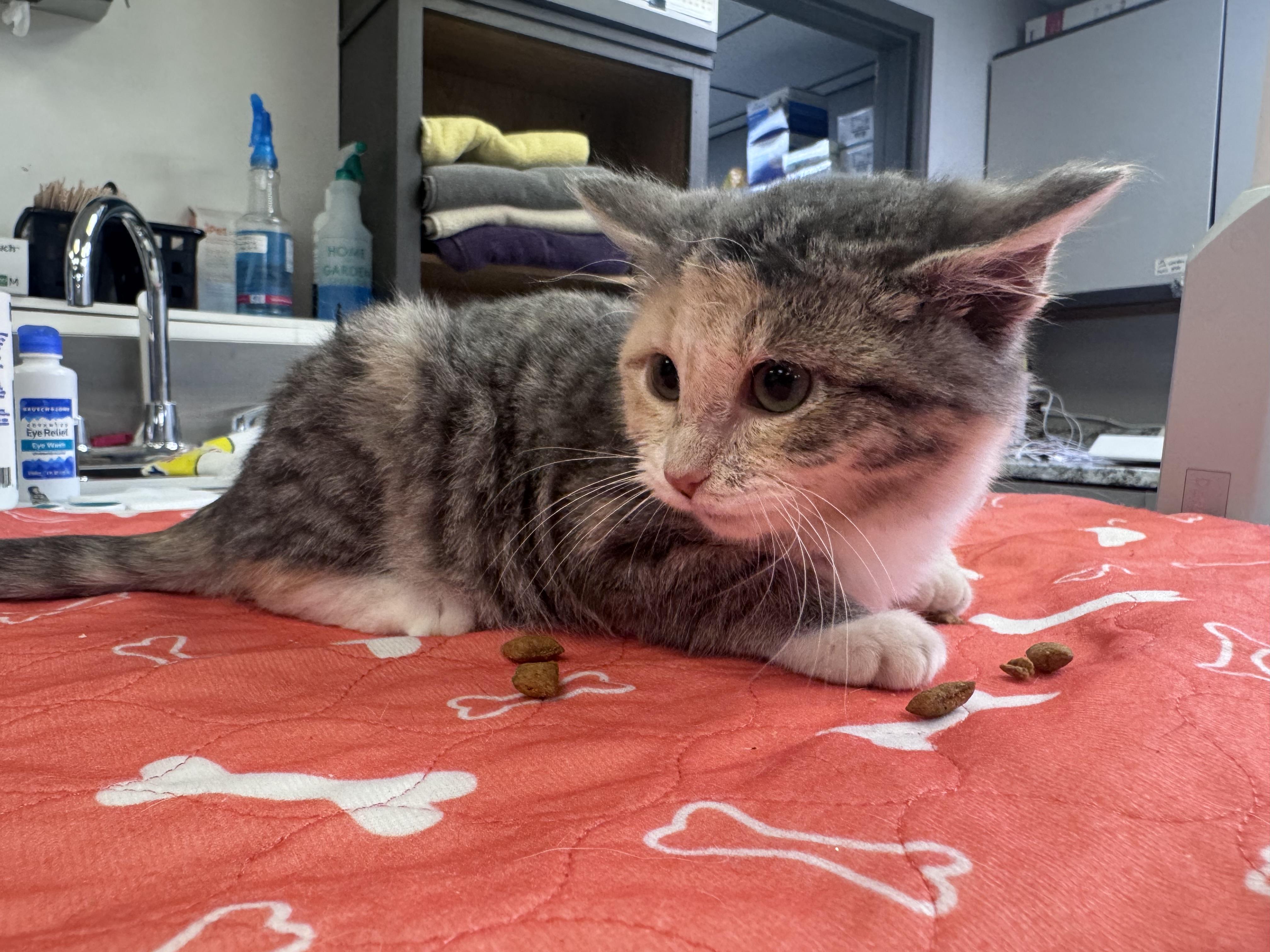 Enlarge Noel, a ADOPTABLE Domestic Short Hair in Walker, MI image 3/6