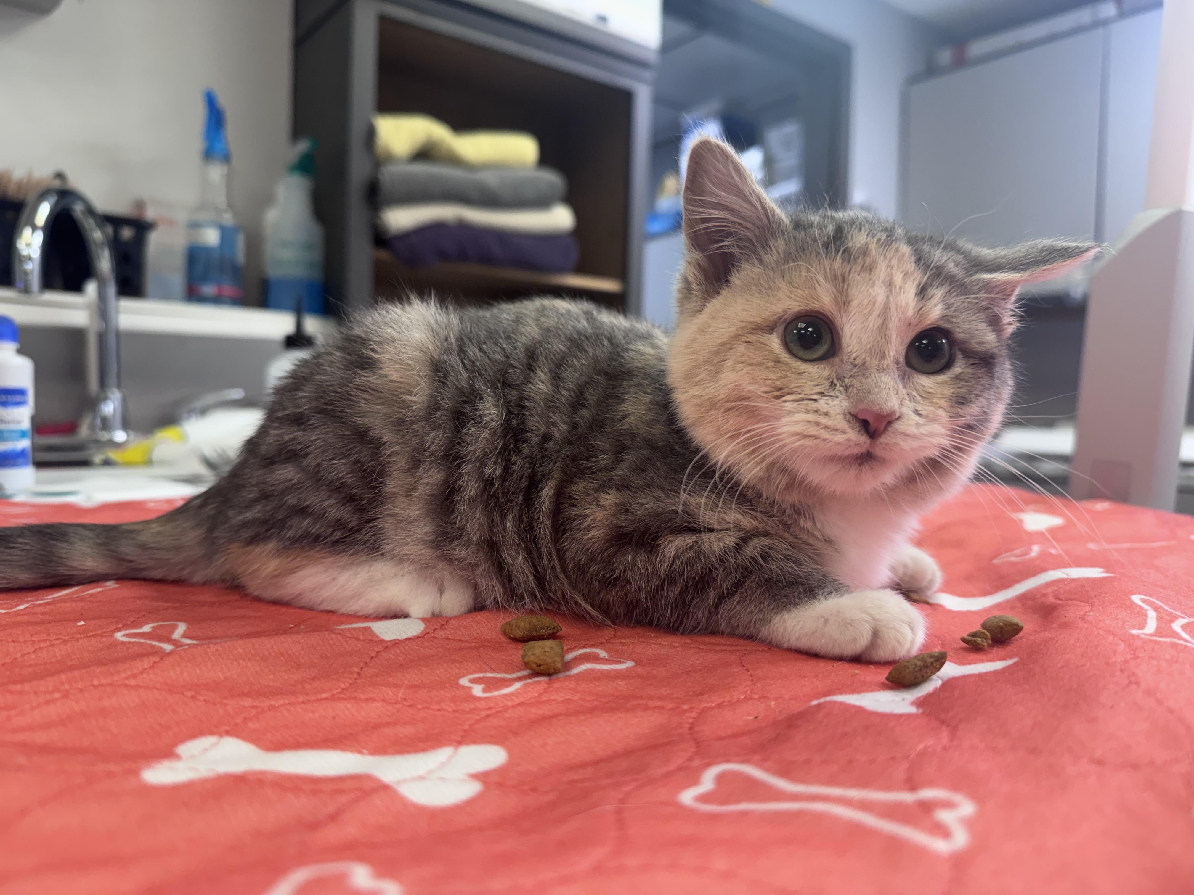 Enlarge Noel, a ADOPTABLE Domestic Short Hair in Walker, MI image 4/6