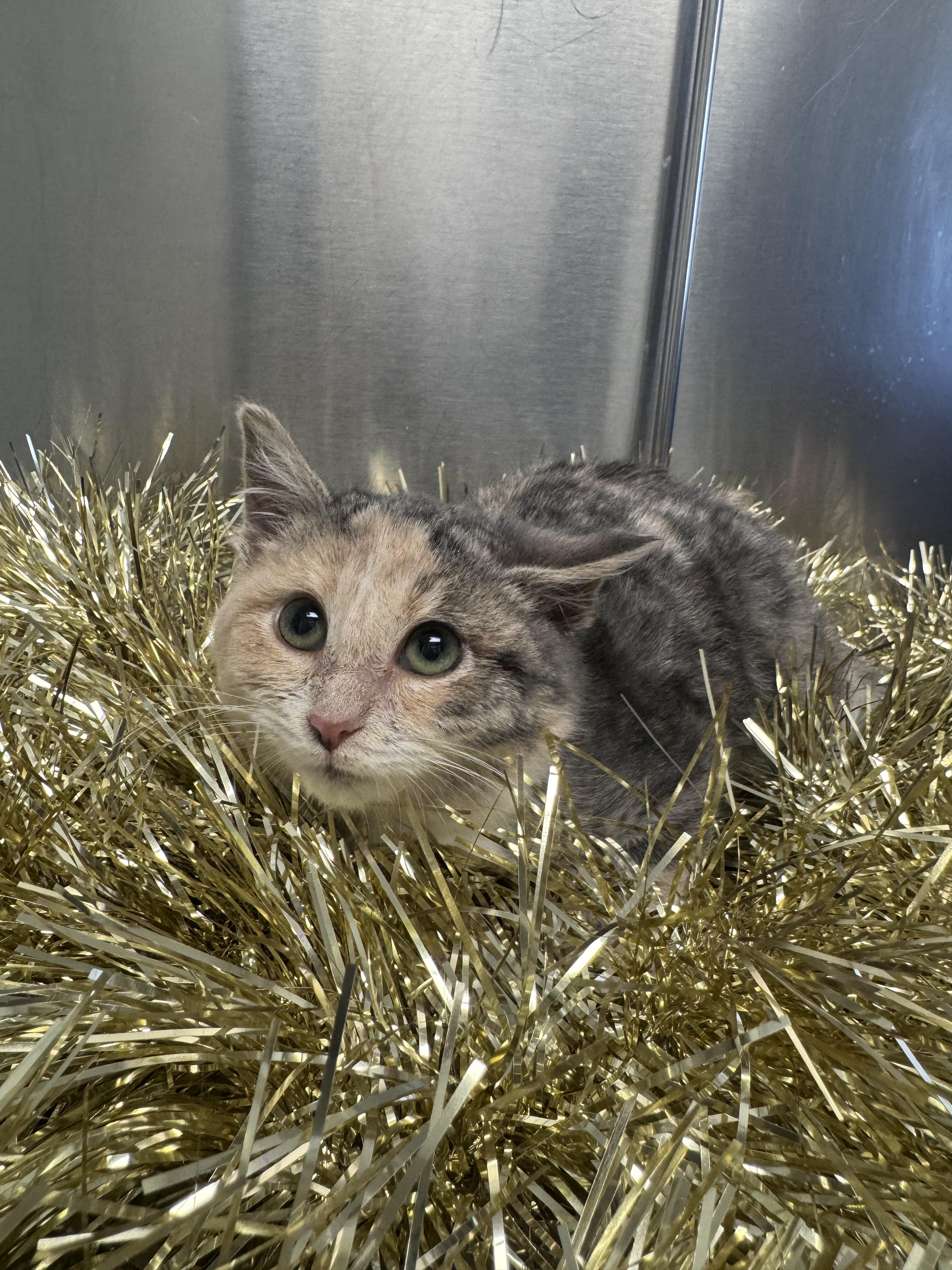 Enlarge Noel, a ADOPTABLE Domestic Short Hair in Walker, MI image 2/6