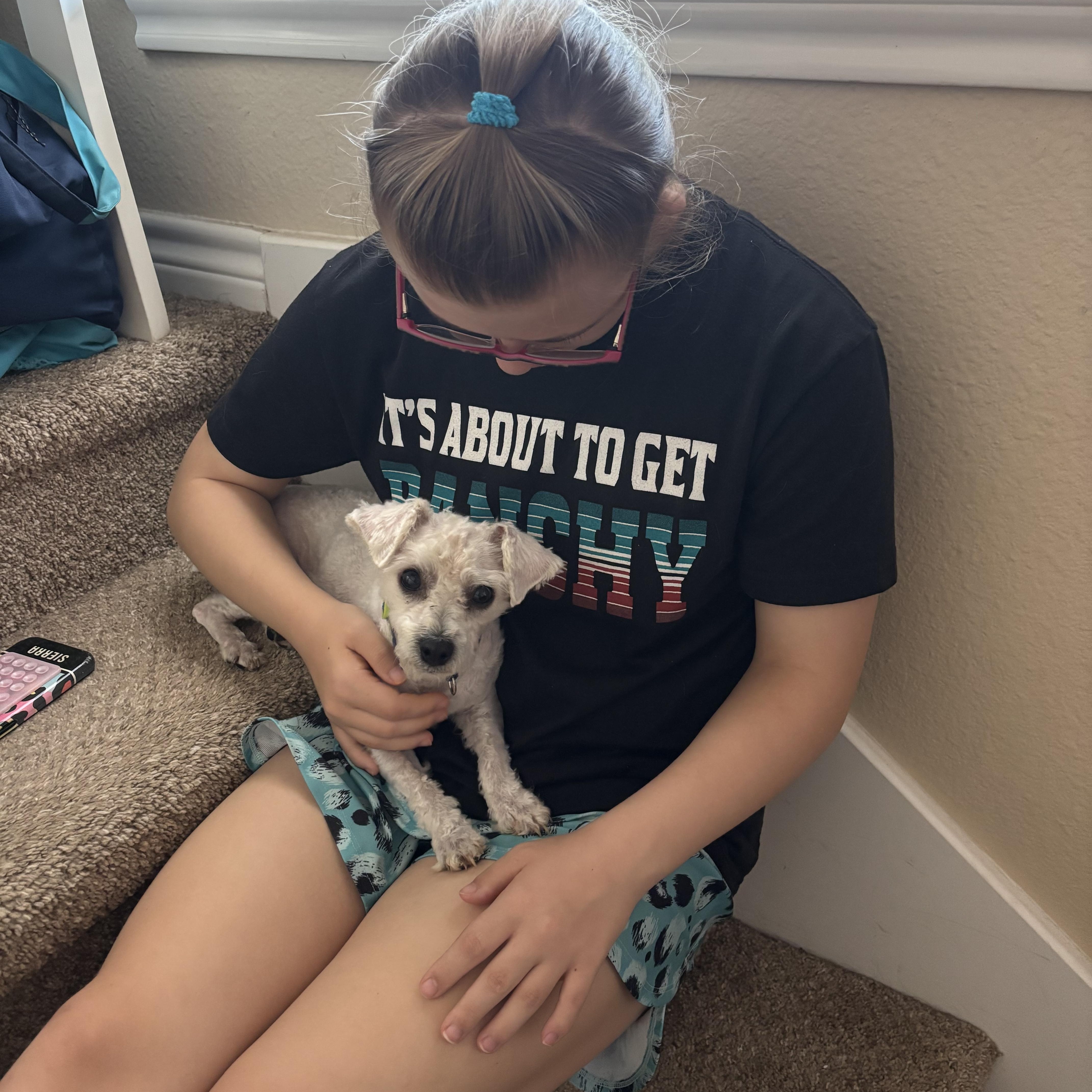 Enlarge Snowball, an adopted Miniature Poodle in Hollister , MO image 3/4