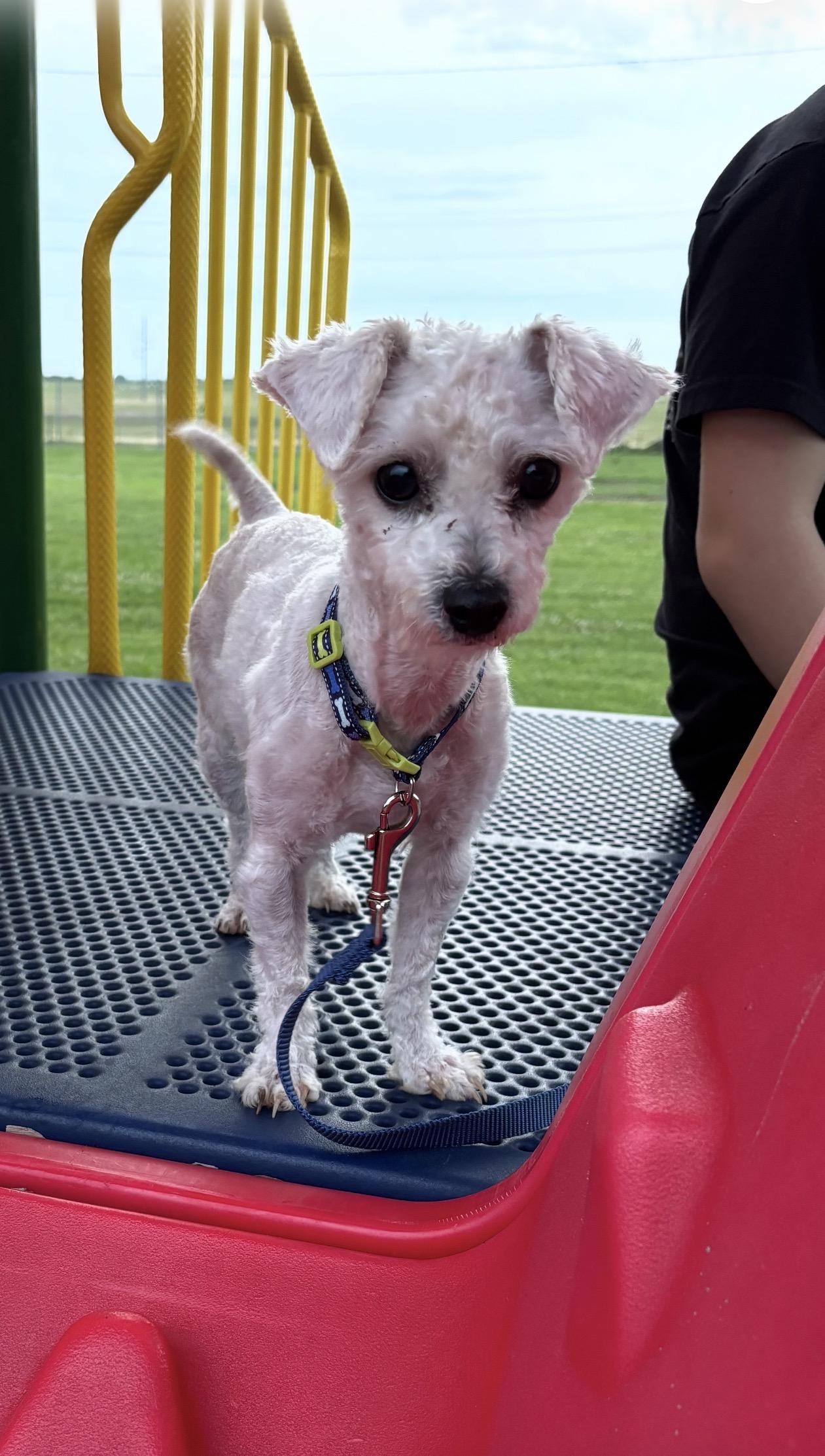 Enlarge Snowball, an adopted Miniature Poodle in Hollister , MO image 2/4