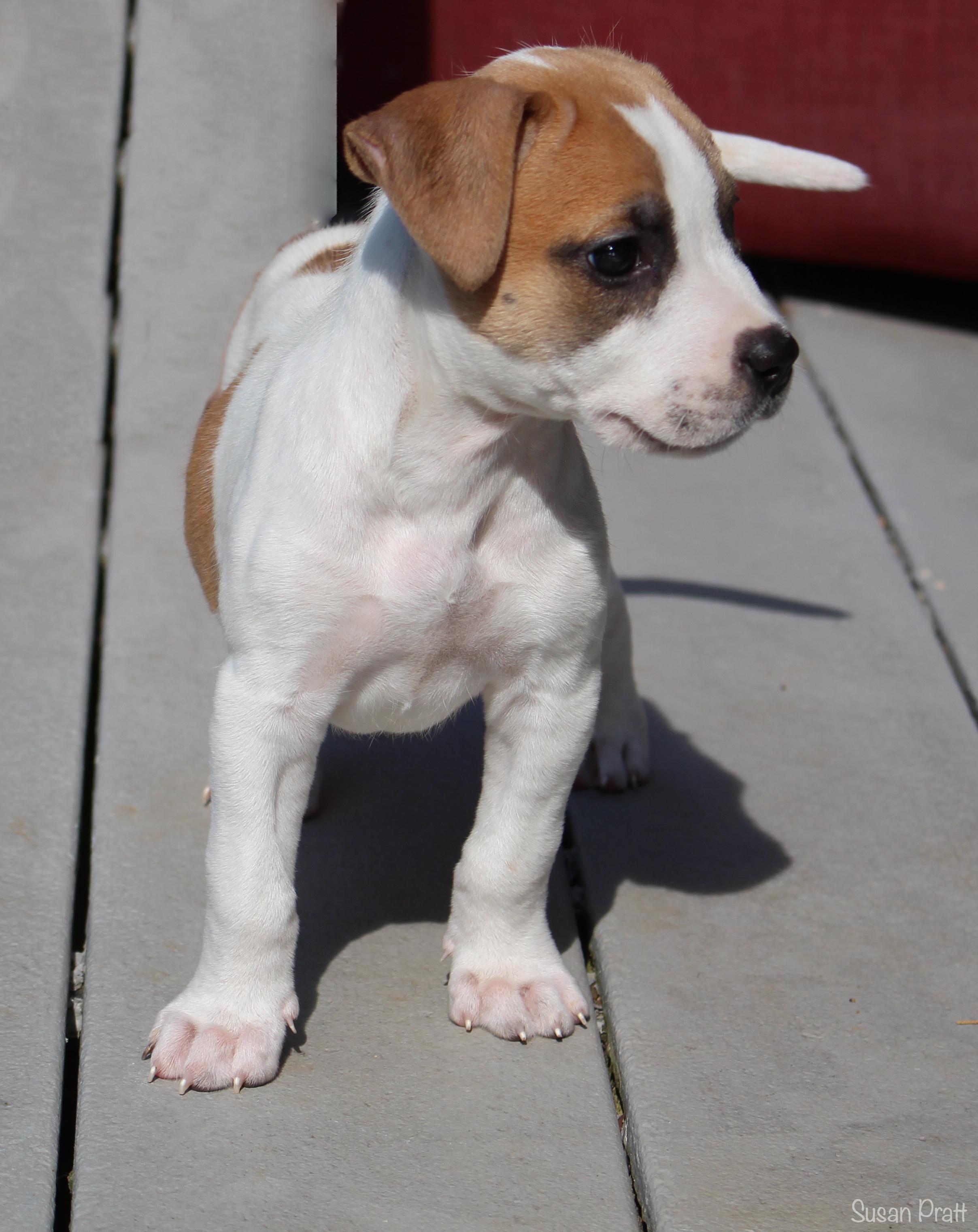 Enlarge Dolly, a Adopted mixed breed in Bedford, VA image 5/6
