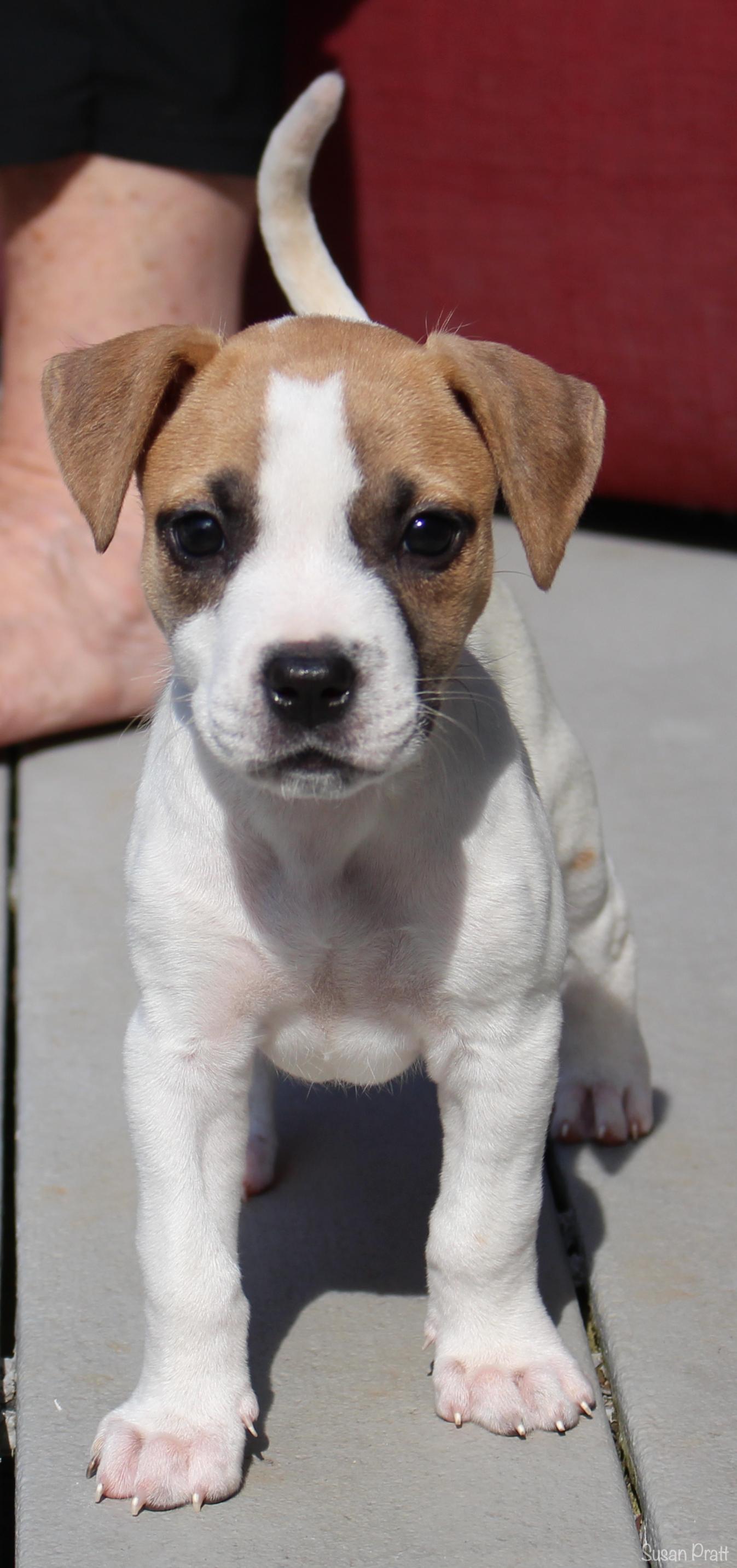Enlarge Dolly, a Adopted mixed breed in Bedford, VA image 6/6