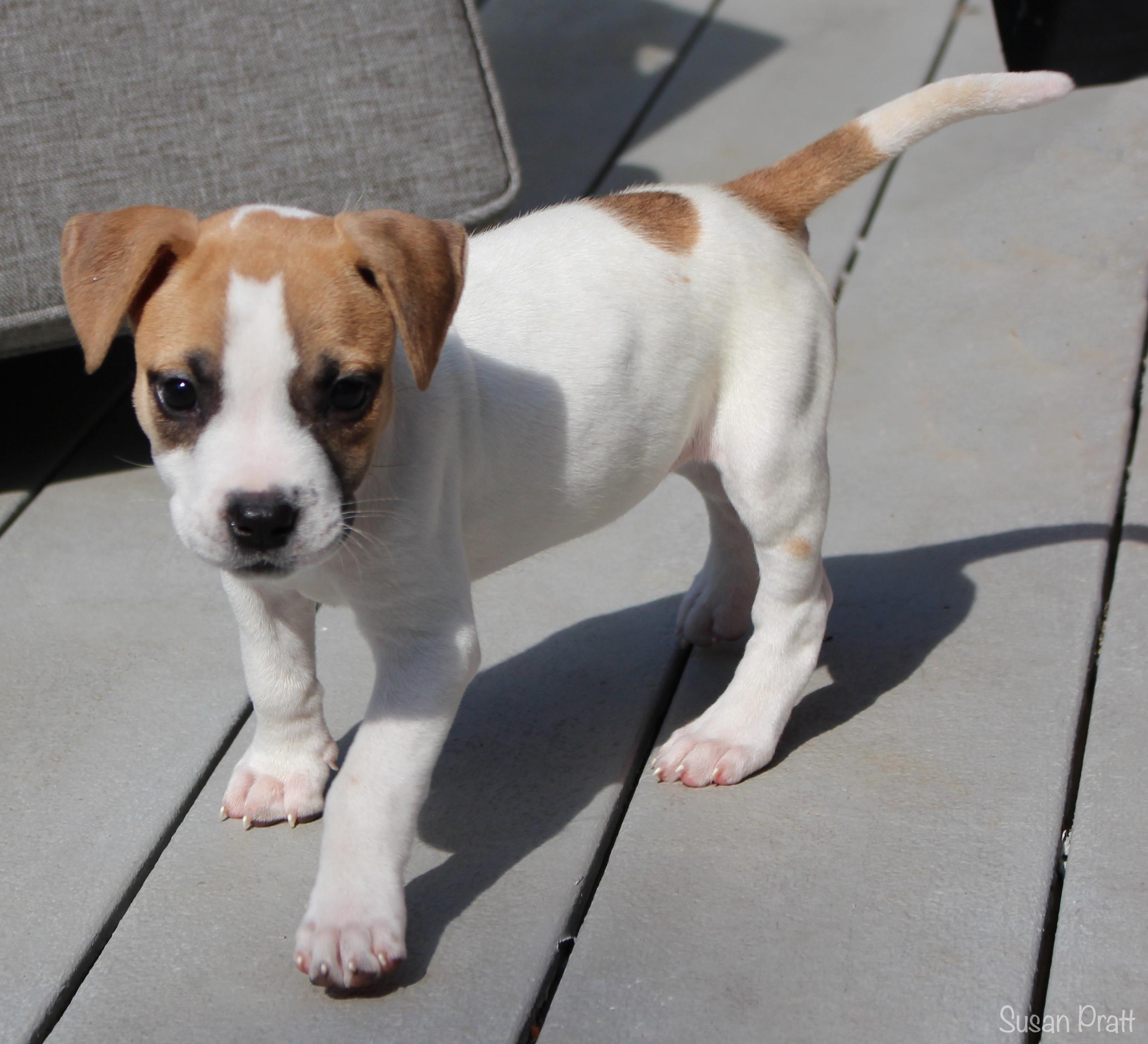 Enlarge Dolly, a Adopted mixed breed in Bedford, VA image 3/6
