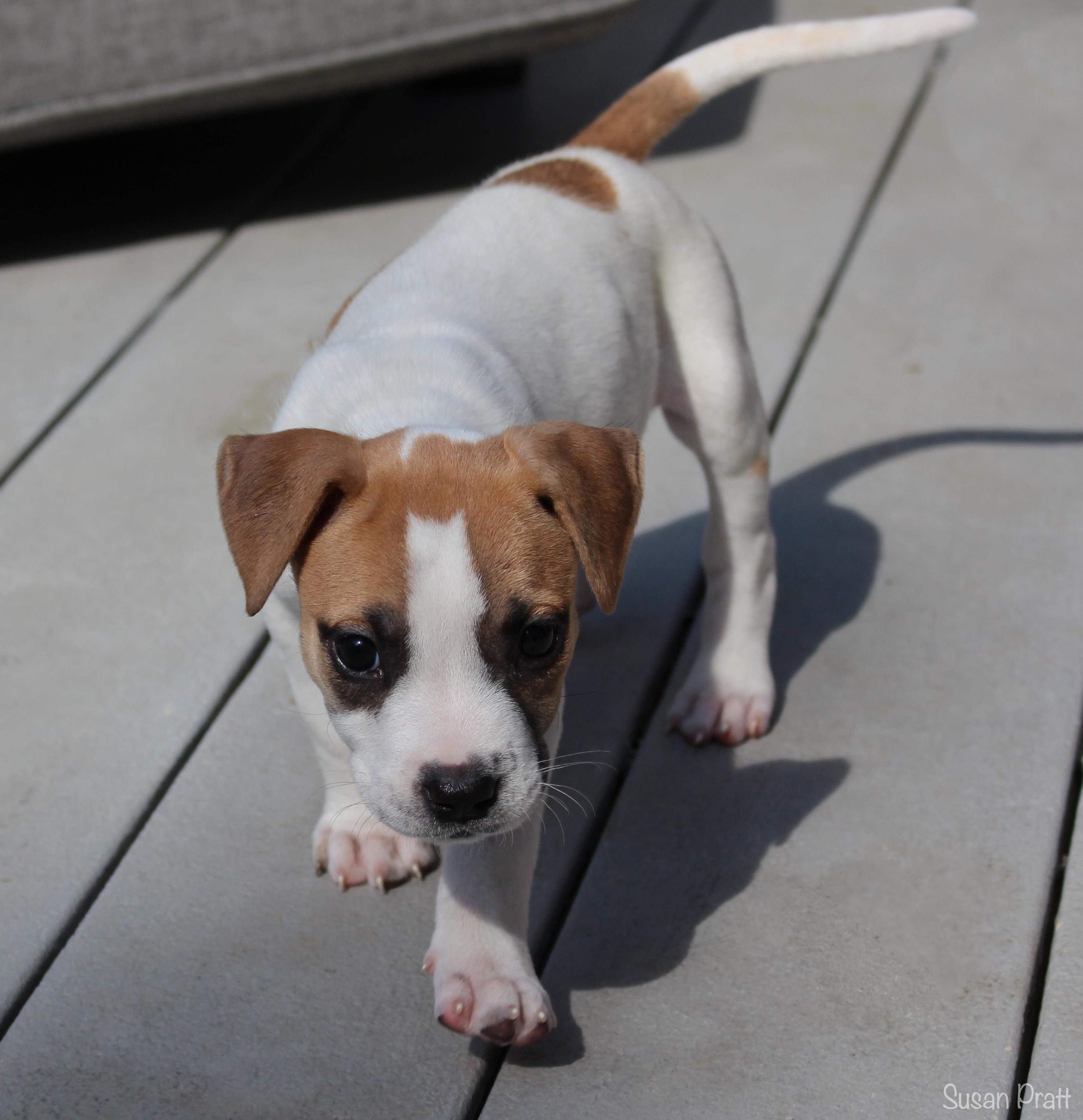 Enlarge Dolly, a Adopted mixed breed in Bedford, VA image 4/6