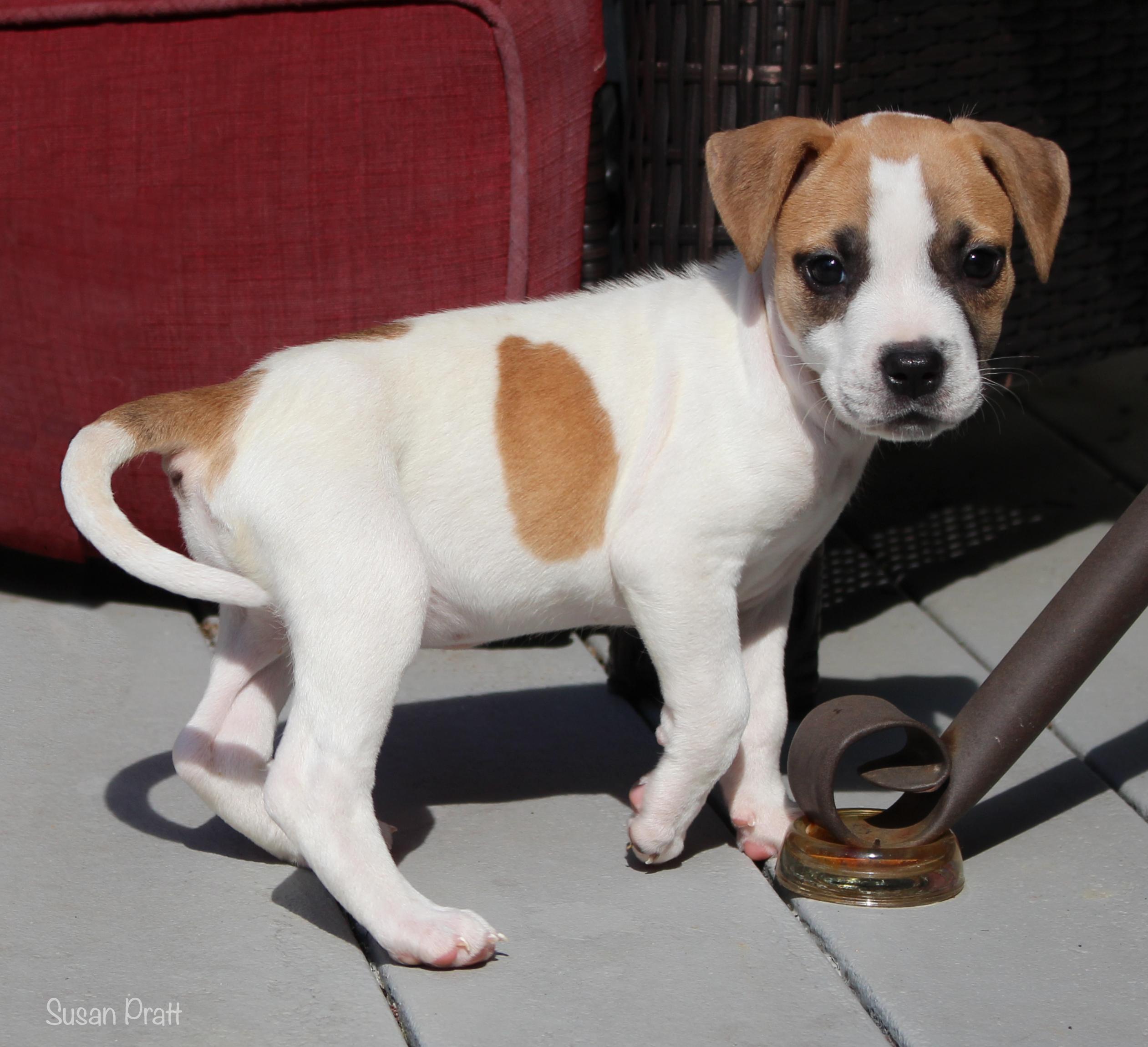 Enlarge Dolly, a Adopted mixed breed in Bedford, VA image 2/6