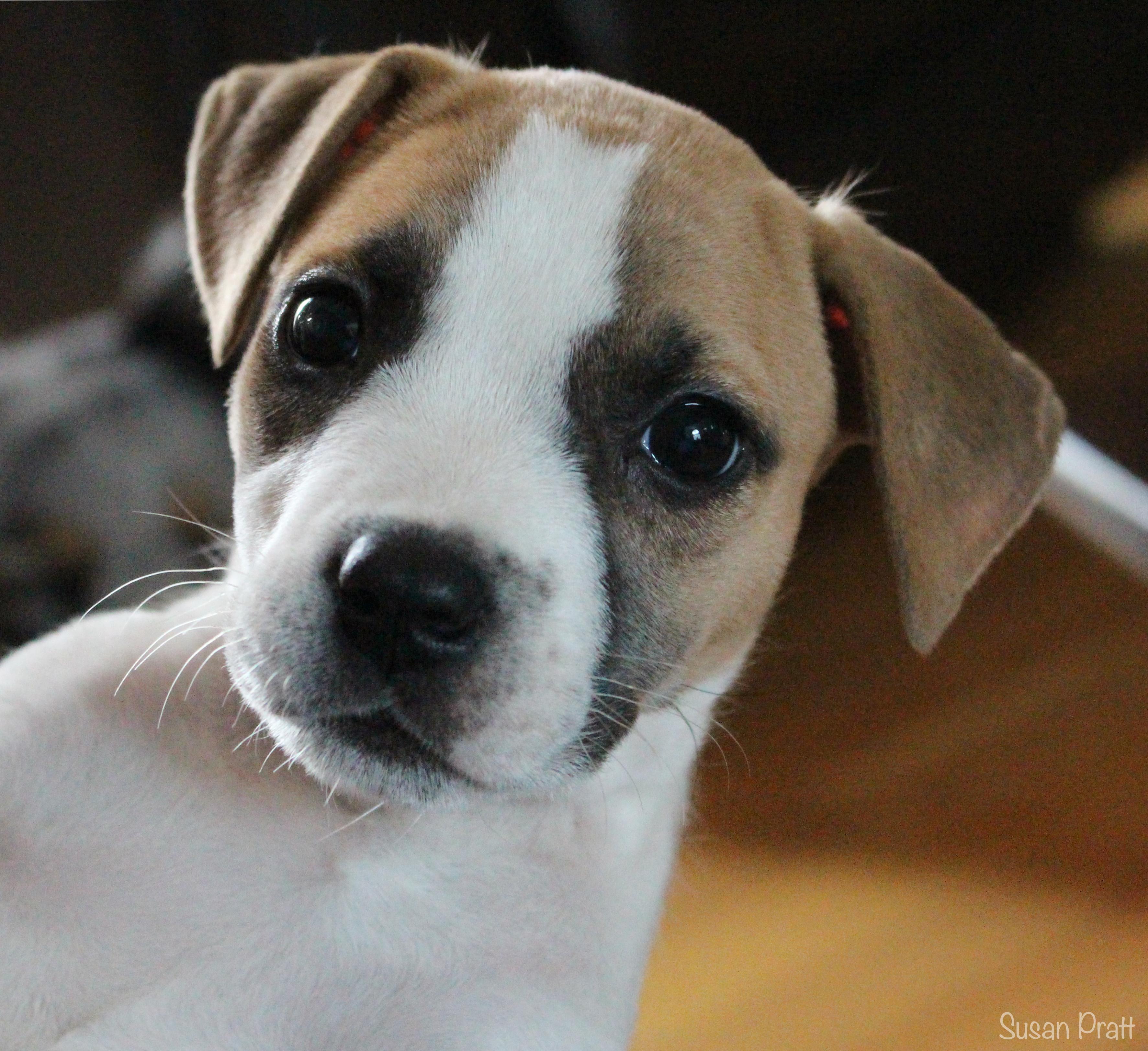 Enlarge Dolly, a Adopted mixed breed in Bedford, VA image 1/6