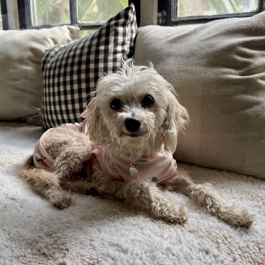 Polly, Adoptable, Senior Female Maltese & Terrier.