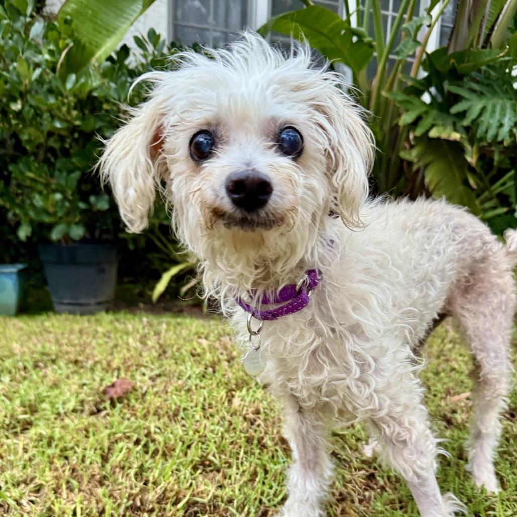 Enlarge Polly, a Adoptable mixed breed in North Hollywood, CA image 2/4