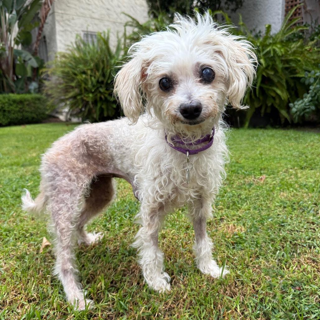 Enlarge Polly, a Adoptable mixed breed in North Hollywood, CA image 3/4