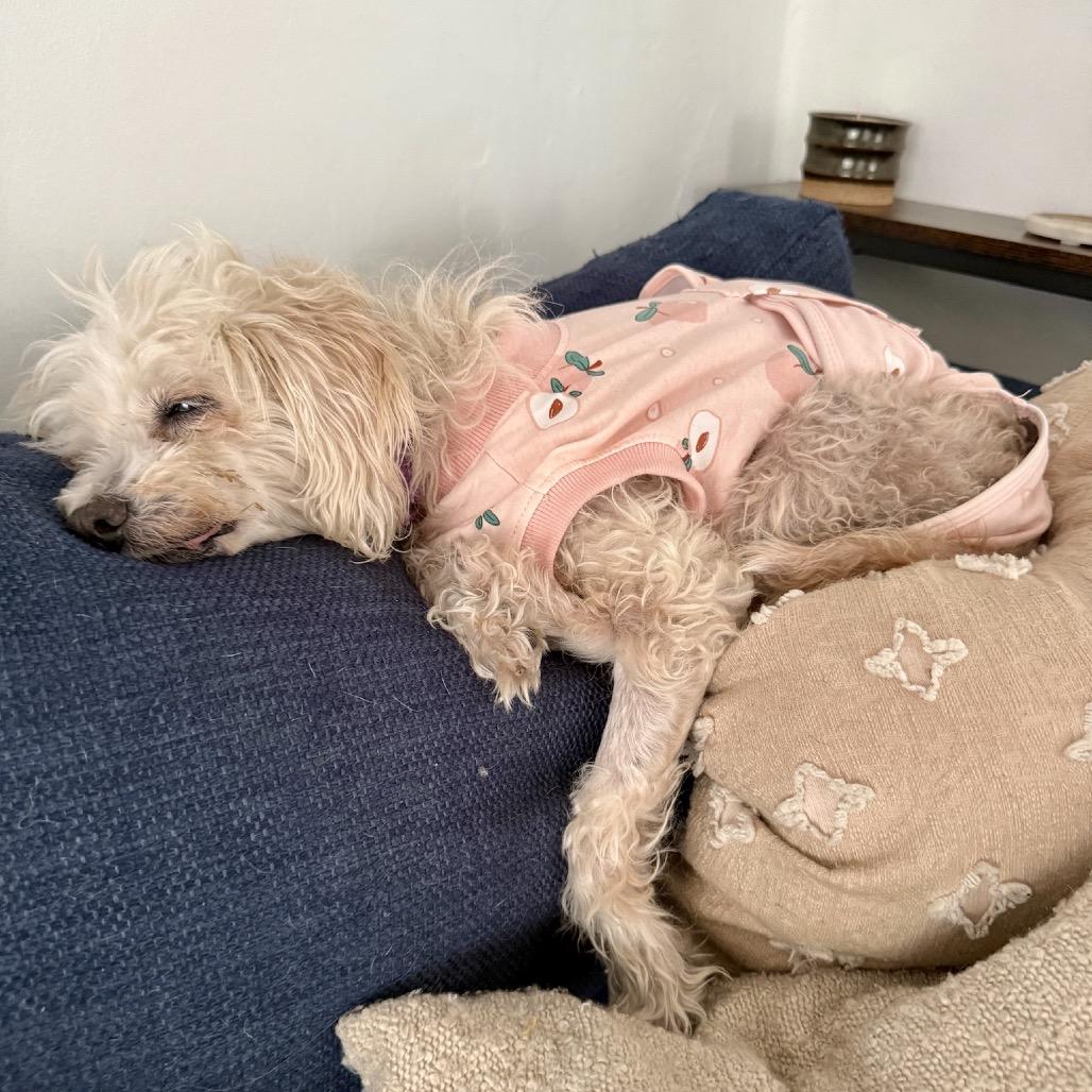 Enlarge Polly, a Adoptable mixed breed in North Hollywood, CA image 4/4