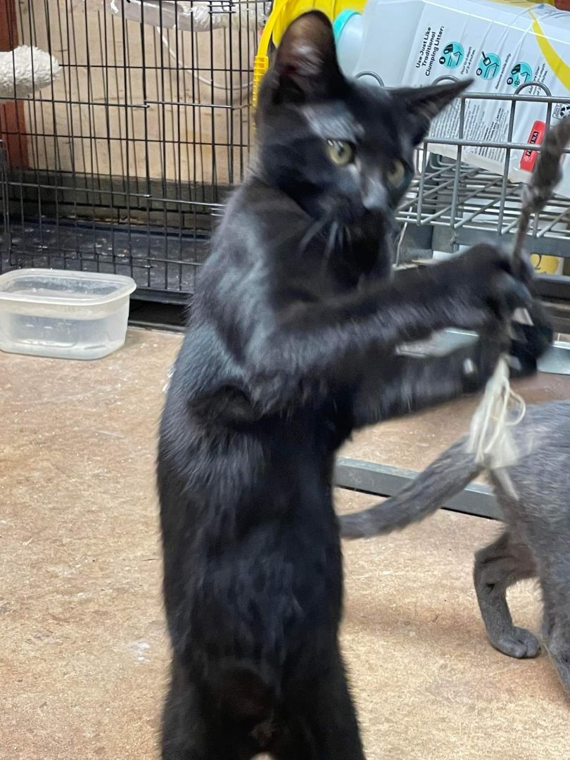 JERI, a Adoptable mixed breed in Homewood, AL image 1/4