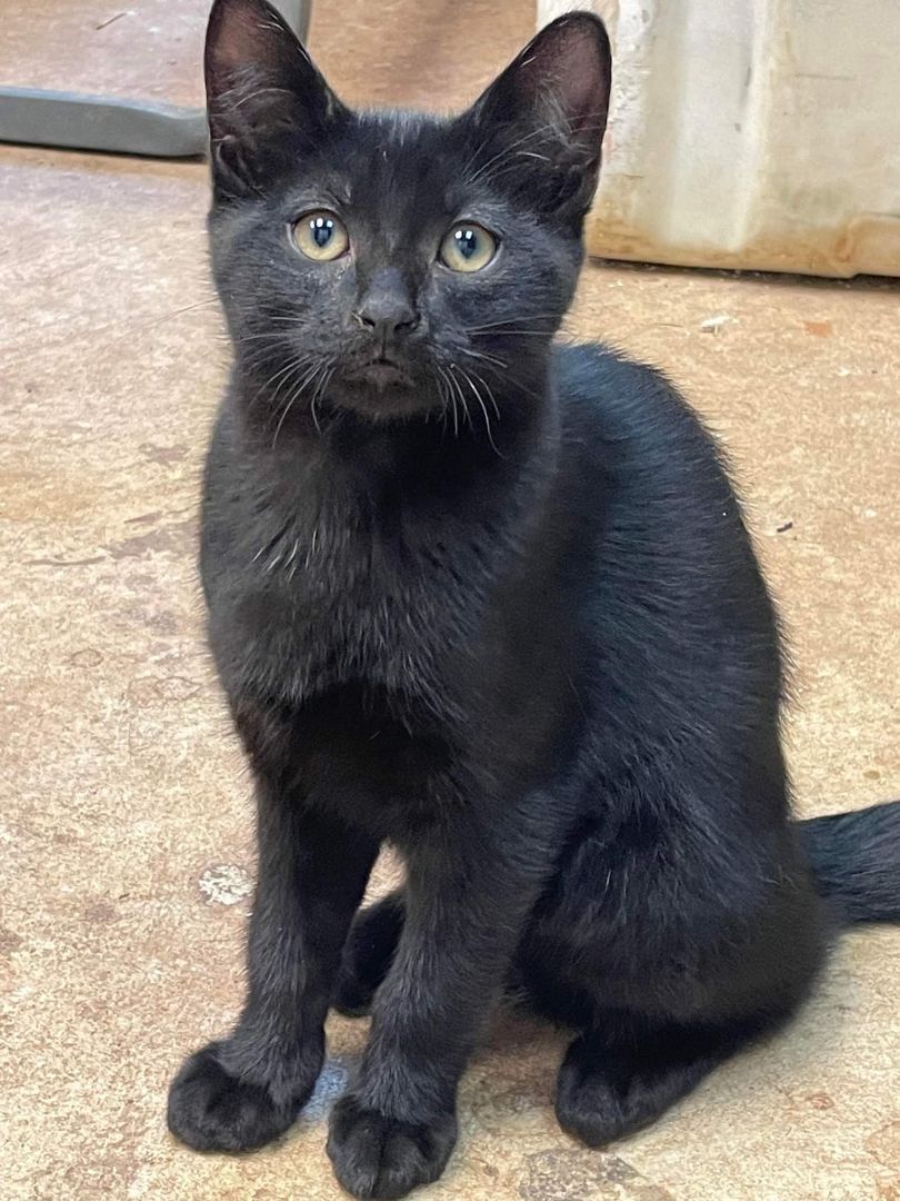 JERI, a Adoptable mixed breed in Homewood, AL image 2/4