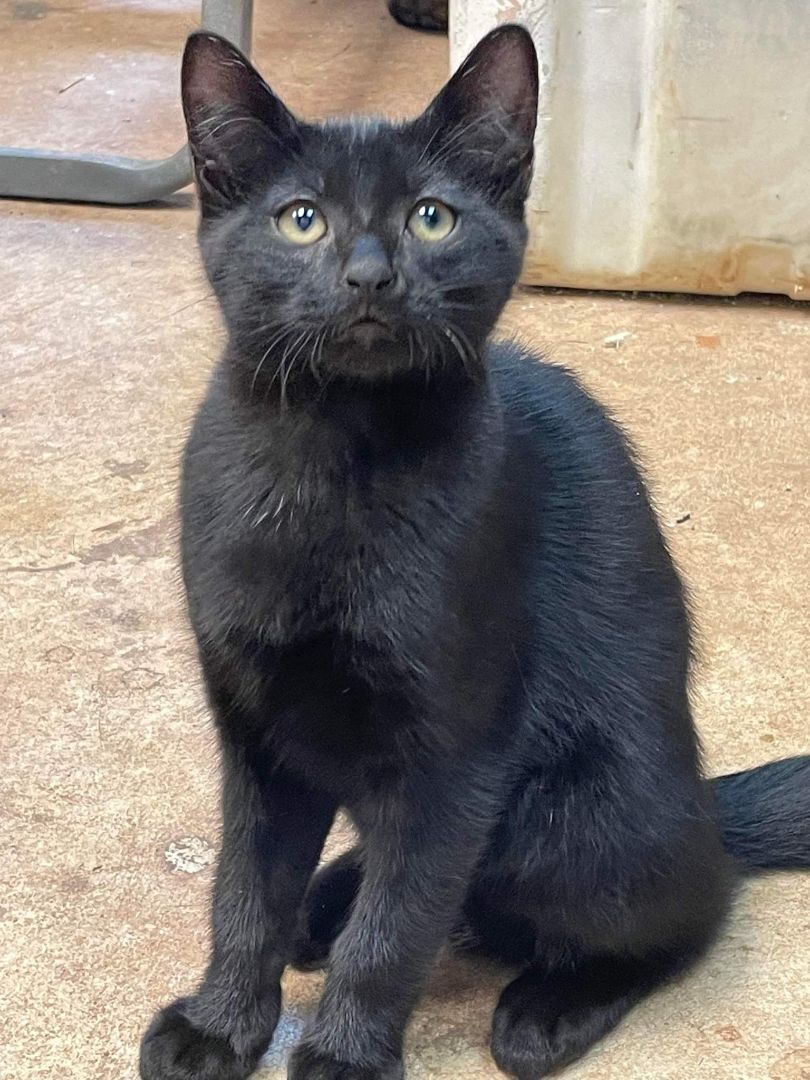 JERI, a Adoptable mixed breed in Homewood, AL image 3/4