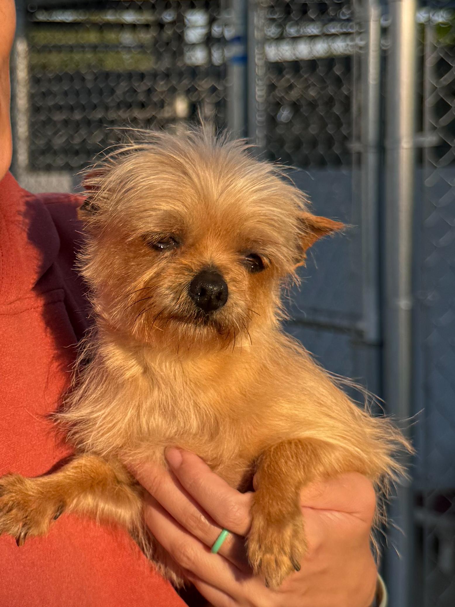 EVERLY , an adoptable mixed breed in Fresno, CA image 5/5