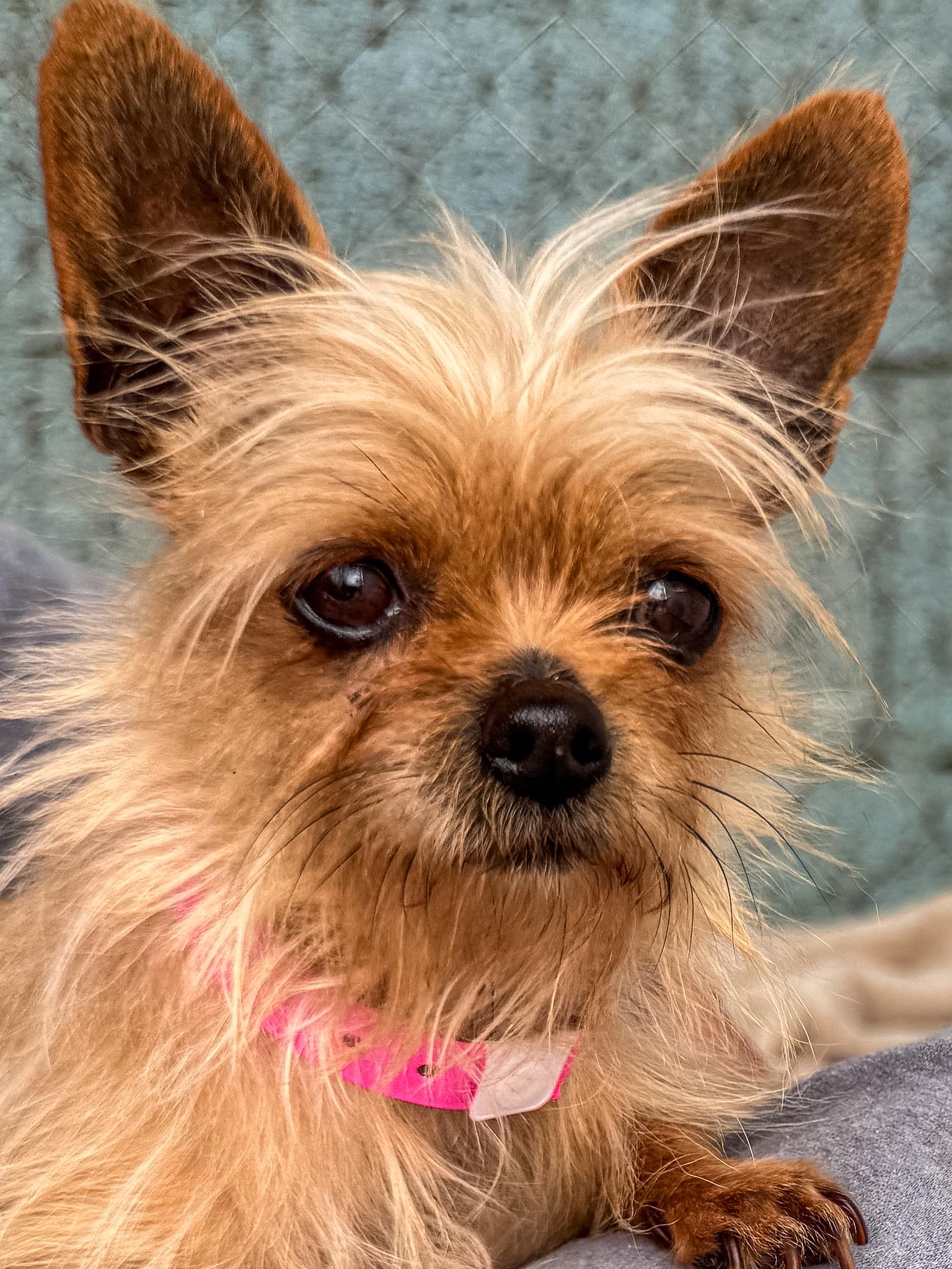 EVERLY , adoptable, Senior Female Yorkshire Terrier.